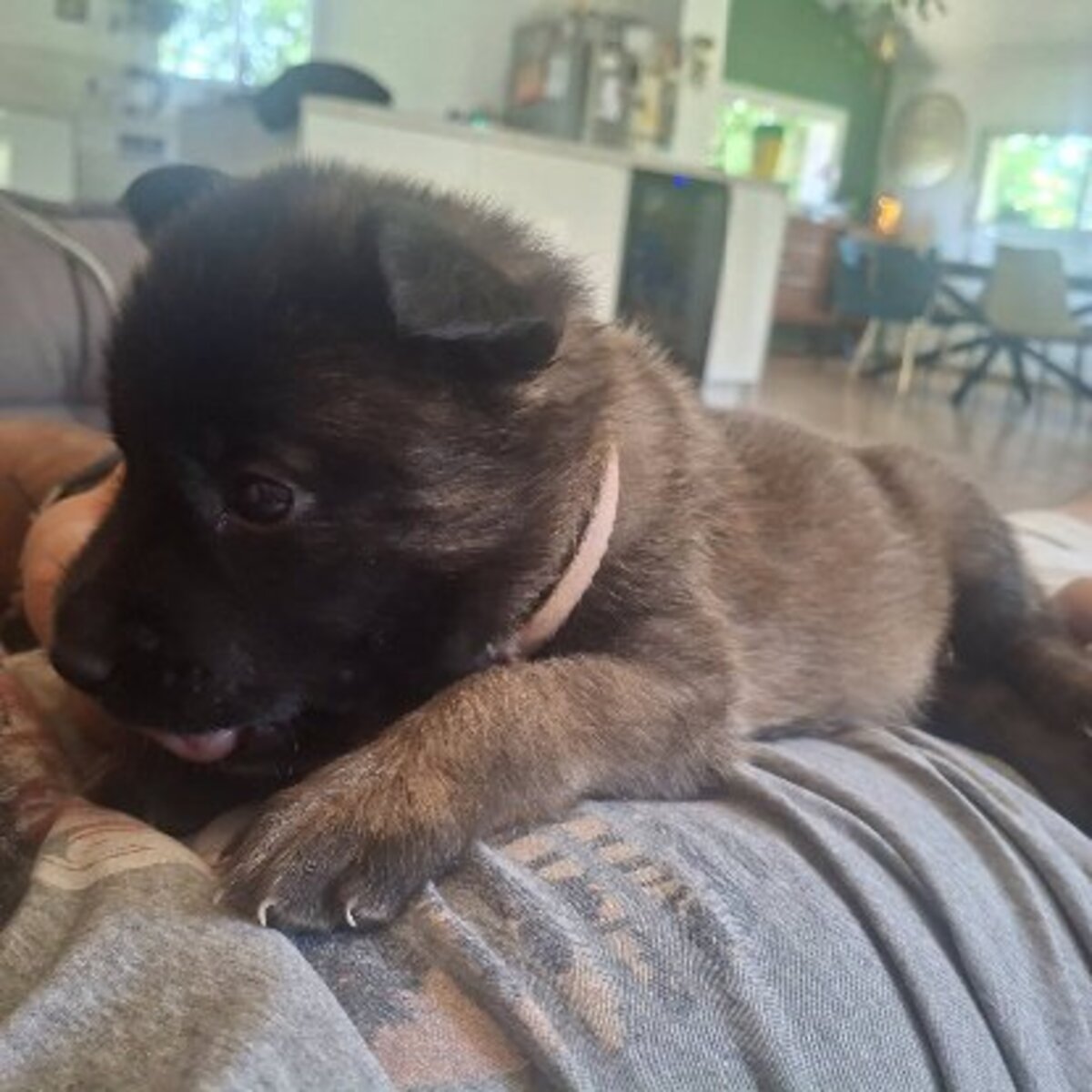 Adoption Timide