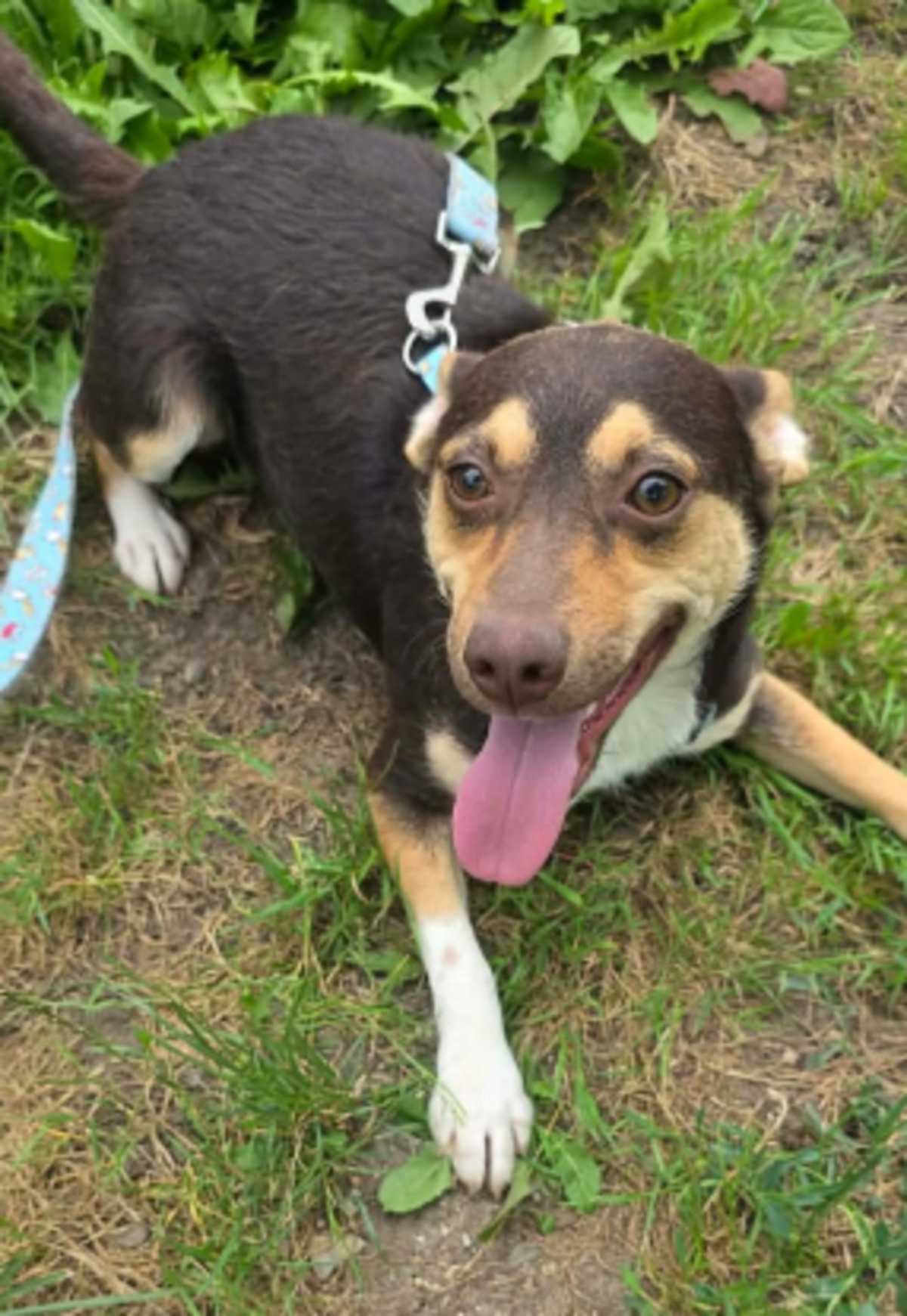Adoption Timmy
