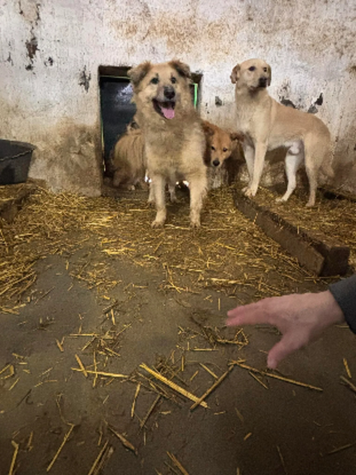 Adoption Timon