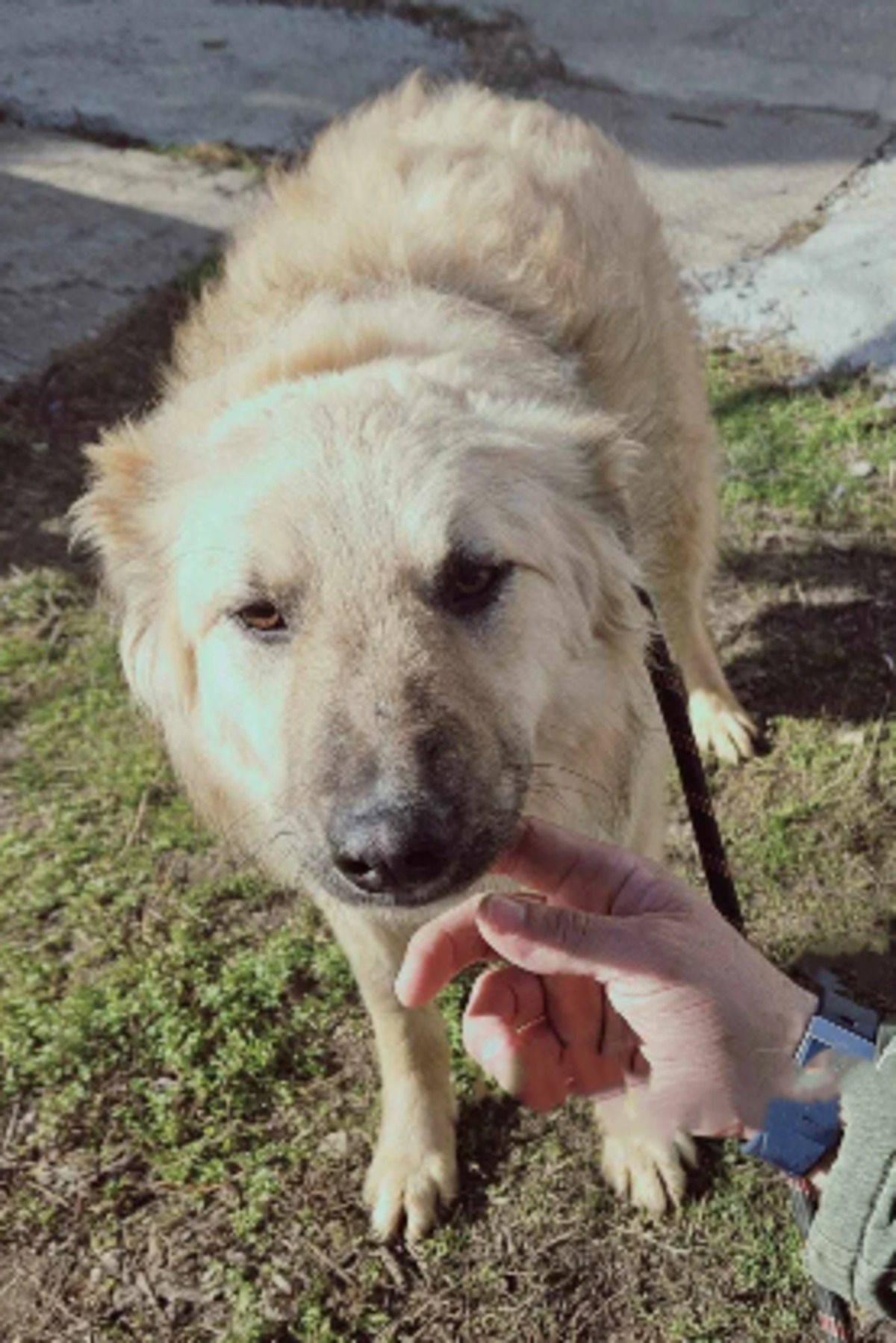 Adoption Timon