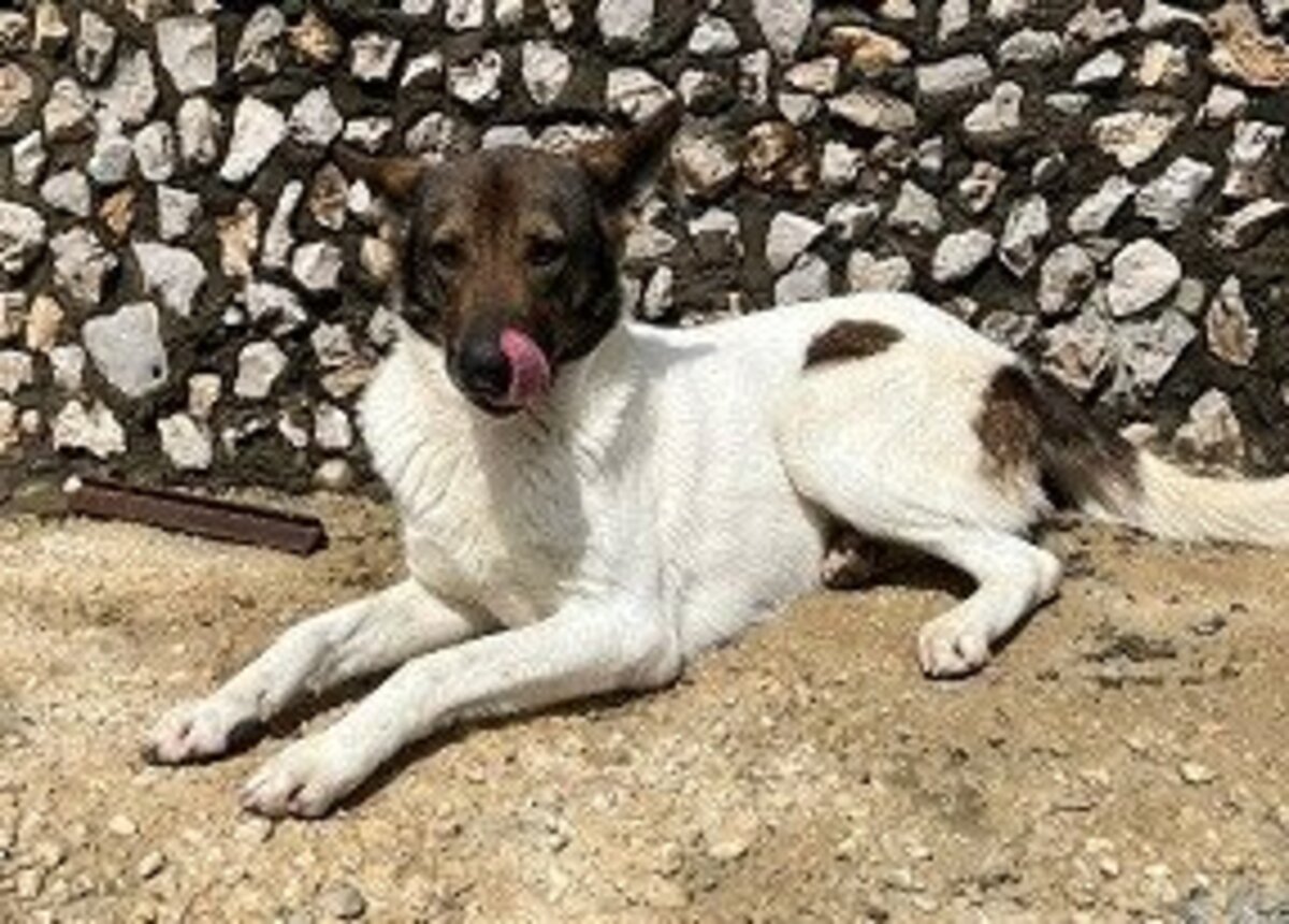 Adoption Tina