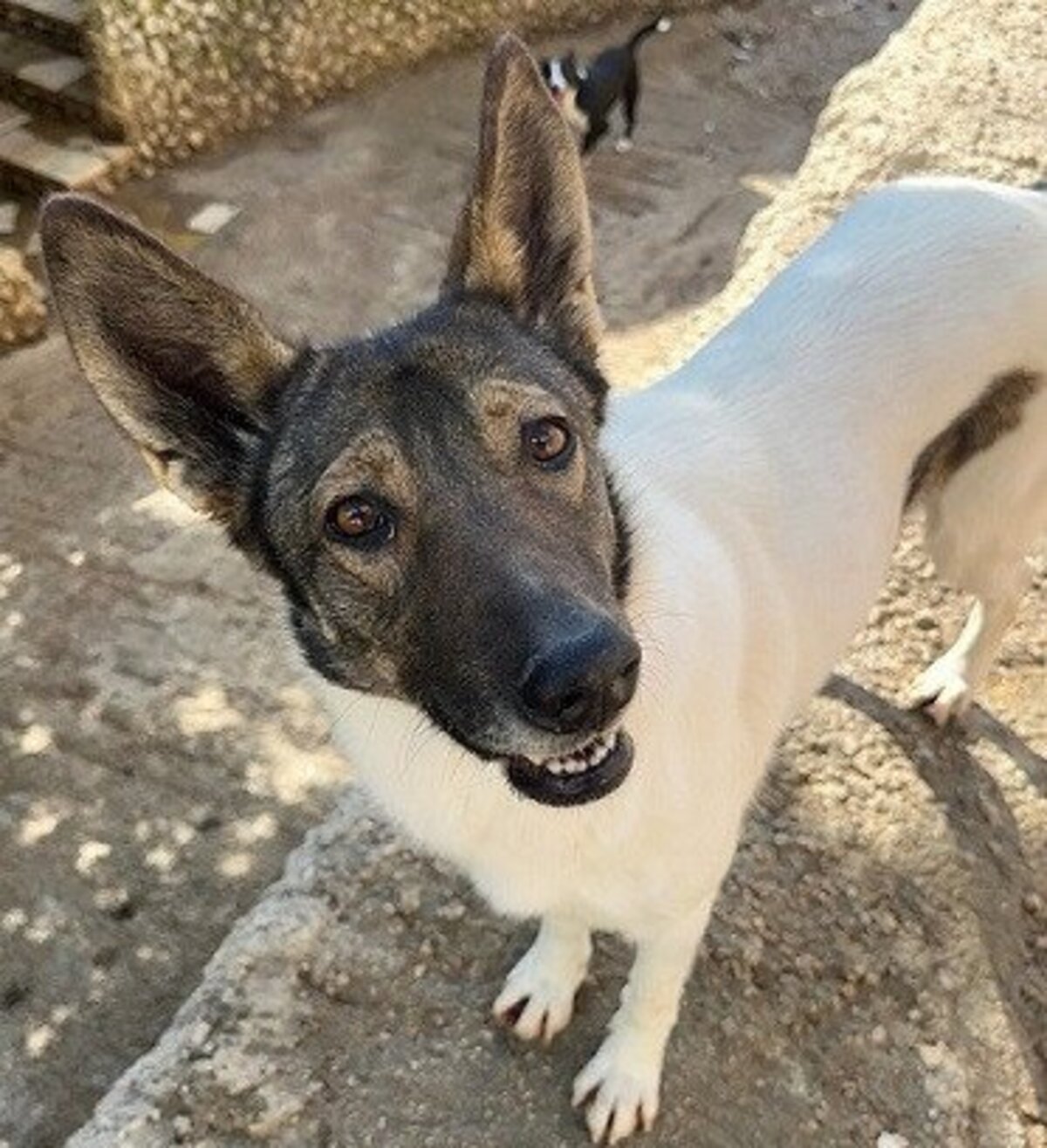 Adoption Tina
