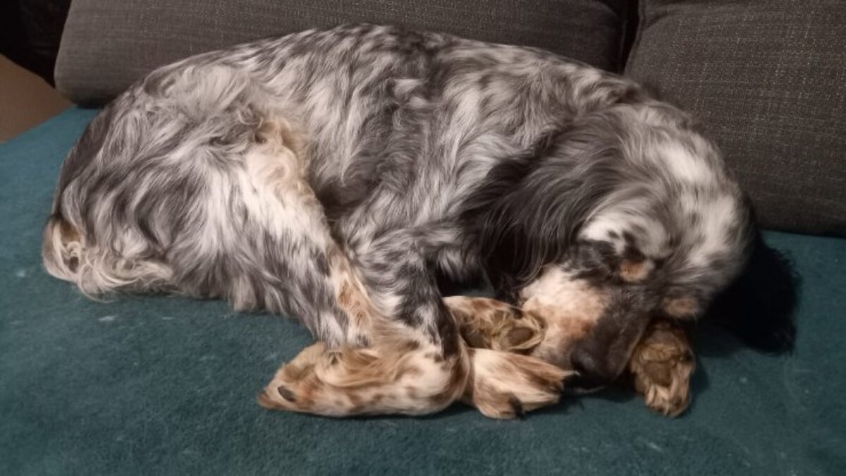 Adoption Tina
