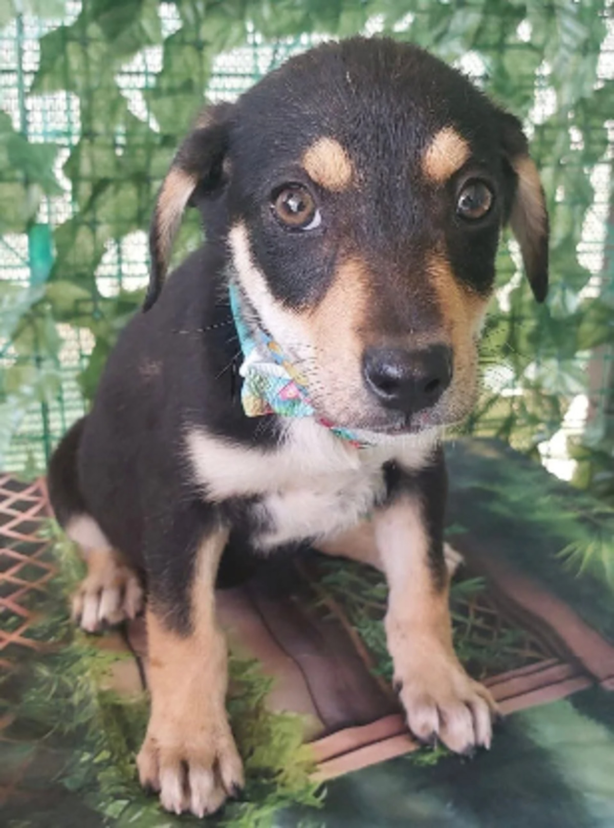 Adoption Tinky