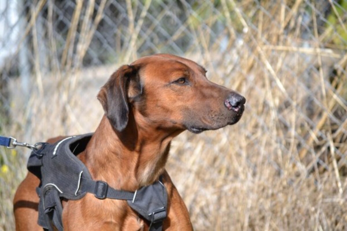 Adoption Tino