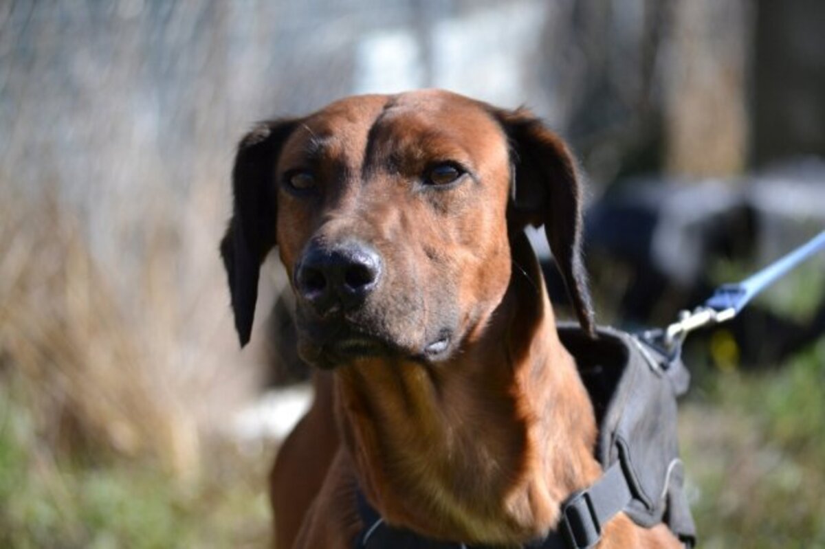 Adoption Tino