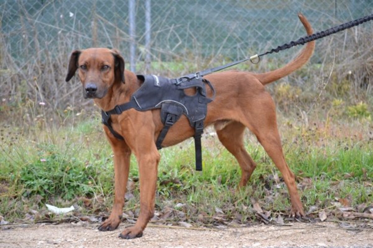 Adoption Tino