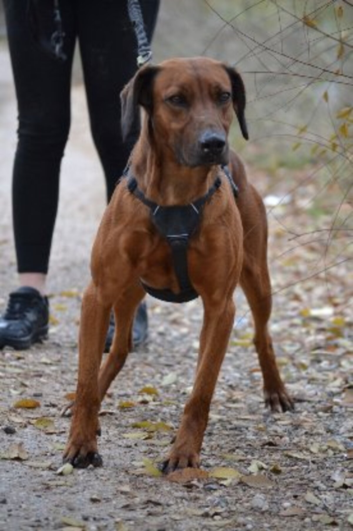 Adoption Tino