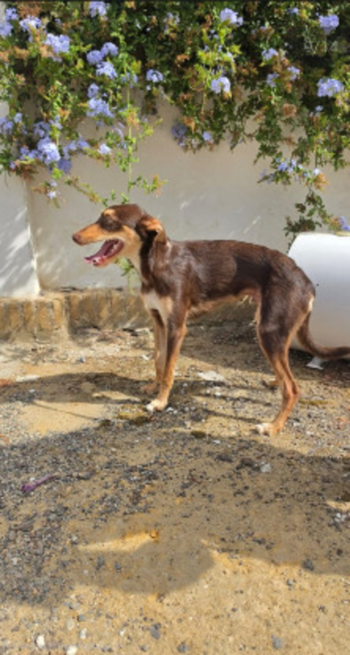 Adoption Tintin