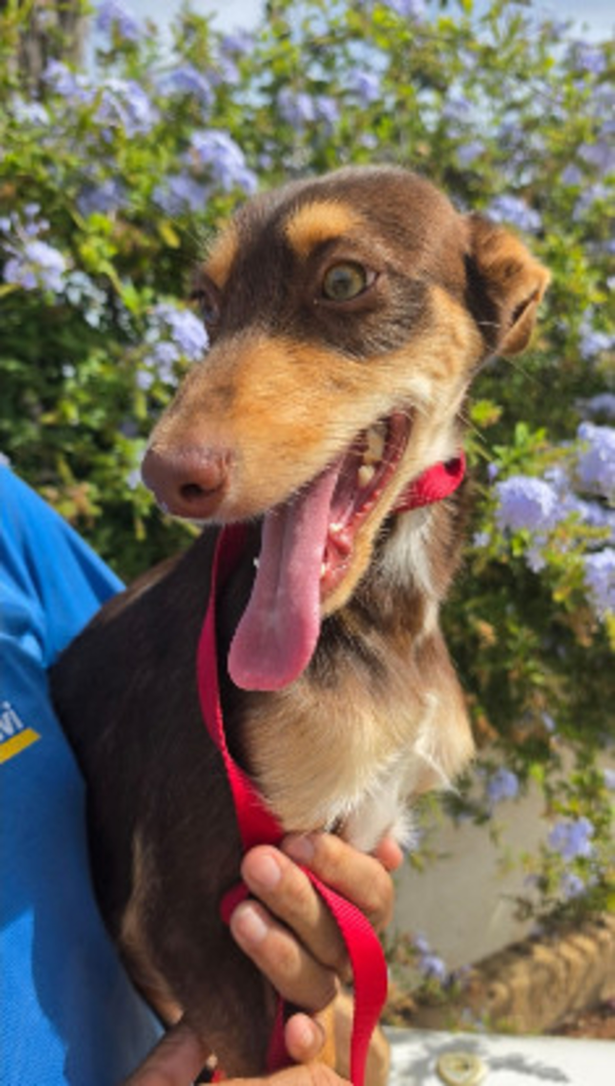 Adoption Tintin