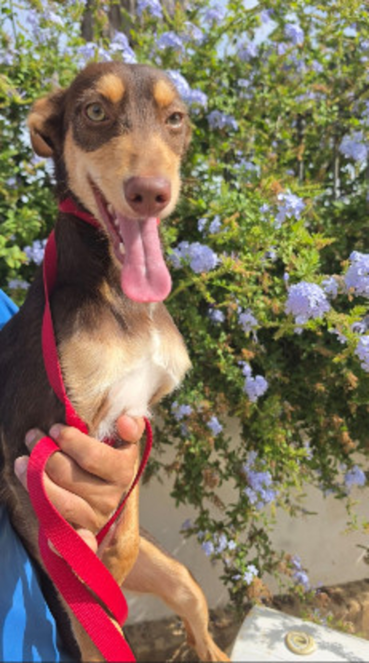 Adoption Tintin