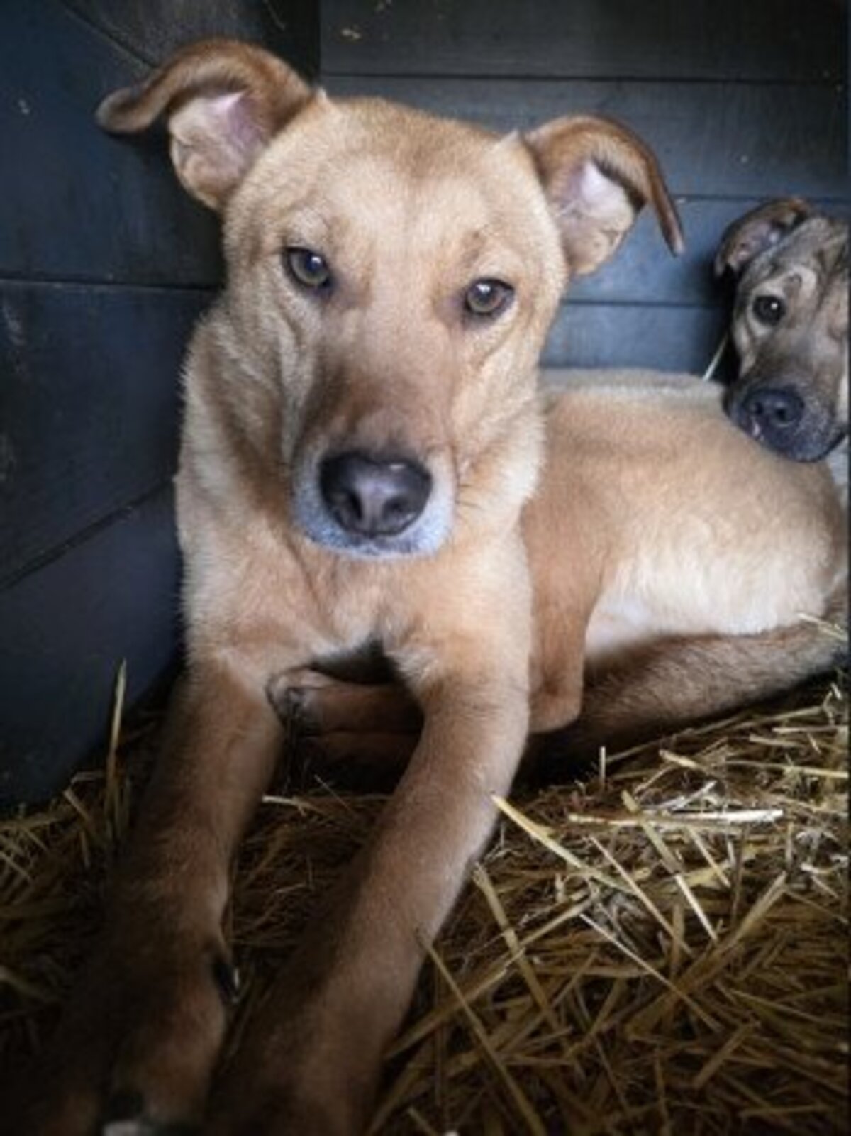 Adoption Tismé