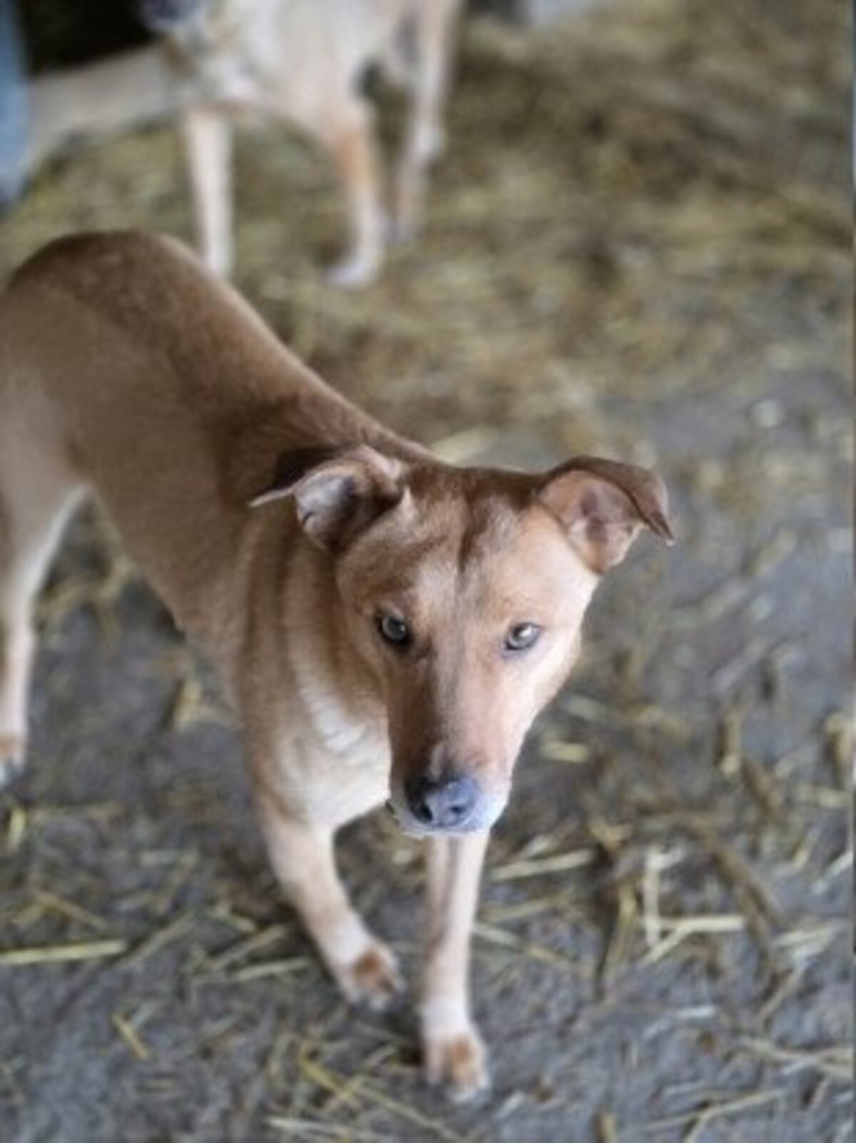 Adoption Tismé