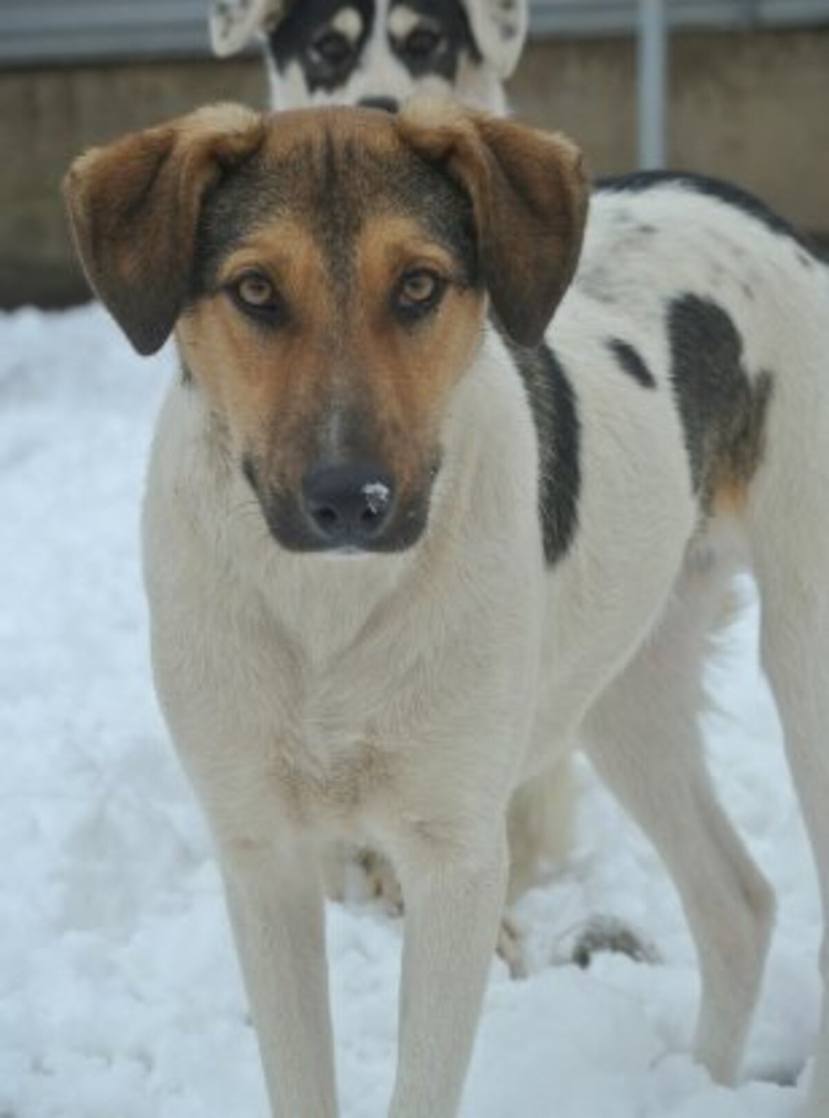 Adoption Titoon