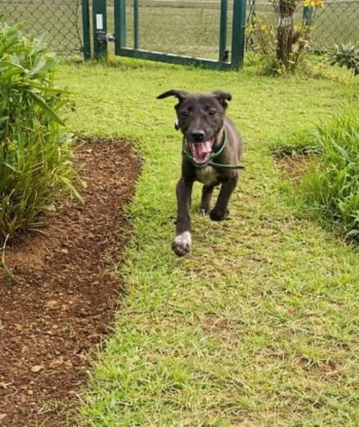 Adoption Titus