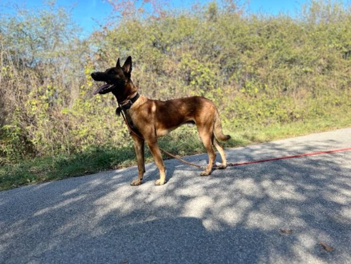 Adoption Tobi