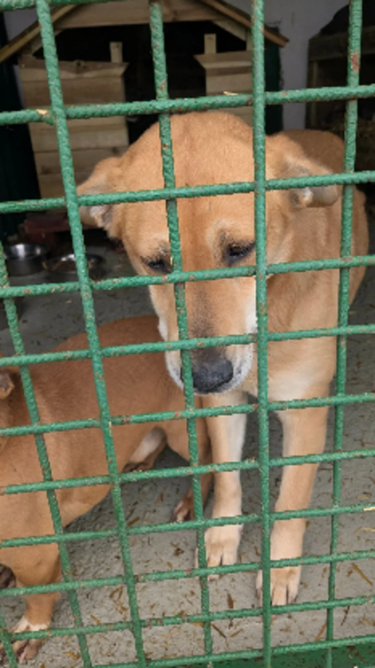 Adoption Tokyo