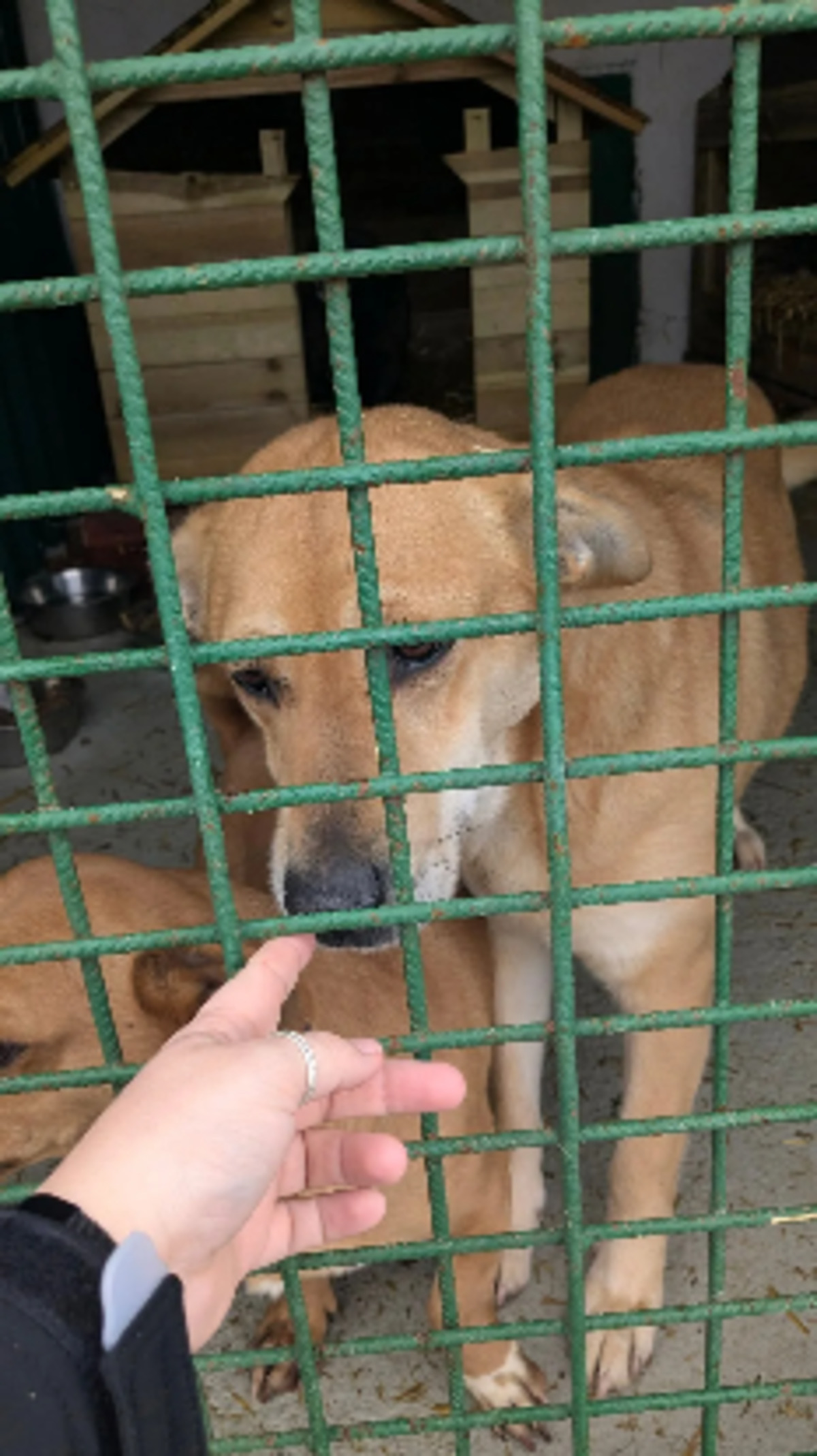 Adoption Tokyo