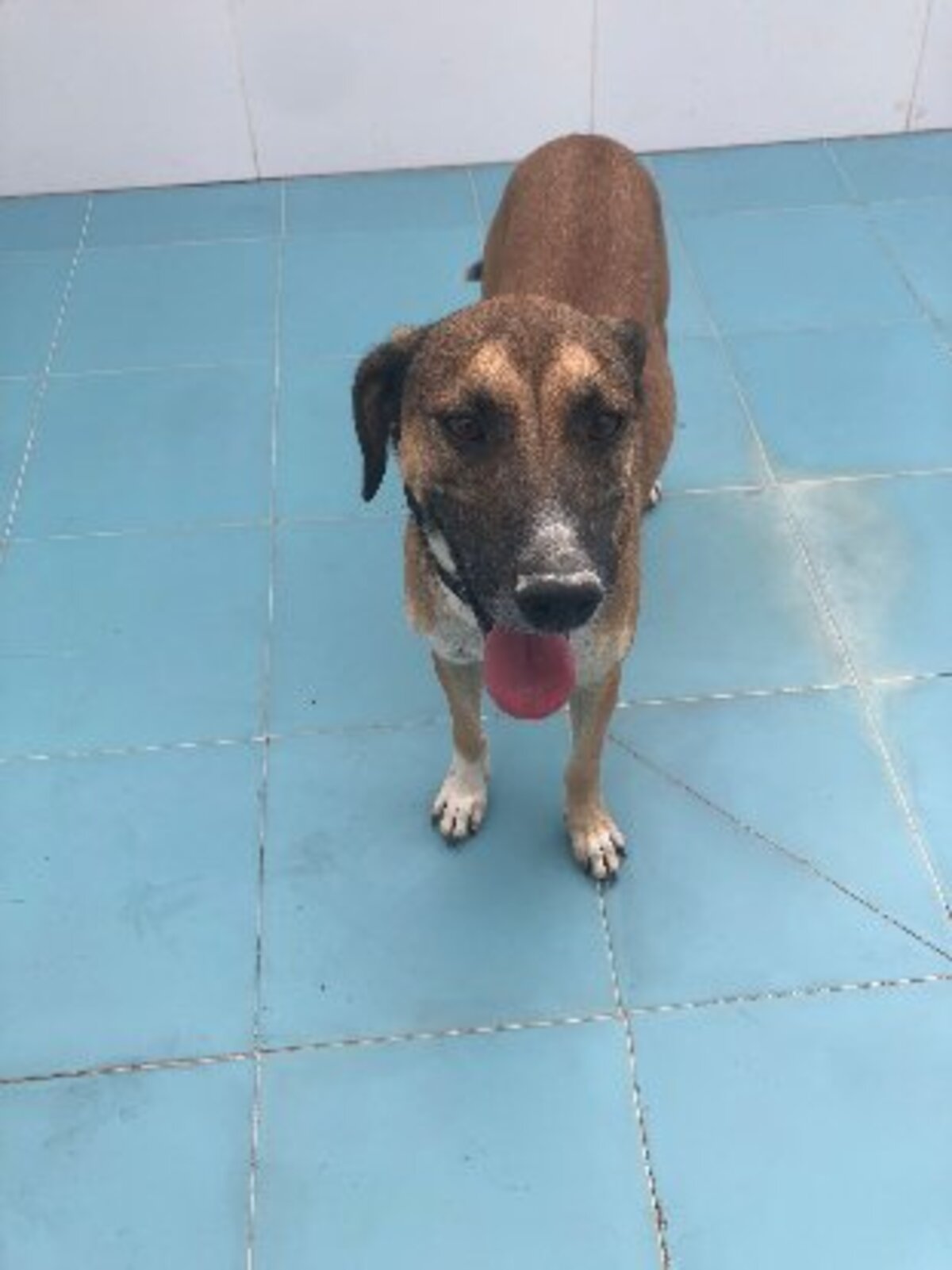 Adoption Tomillo