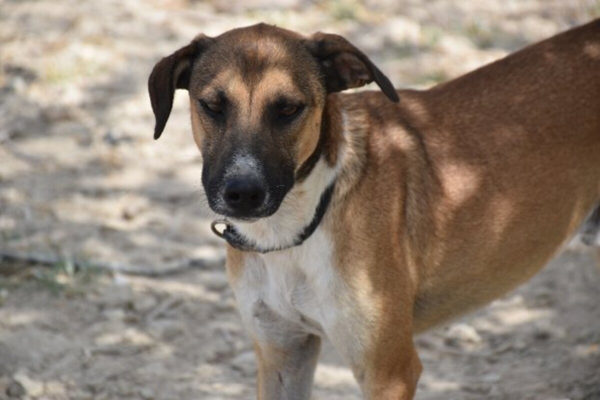 Adoption Tomillo