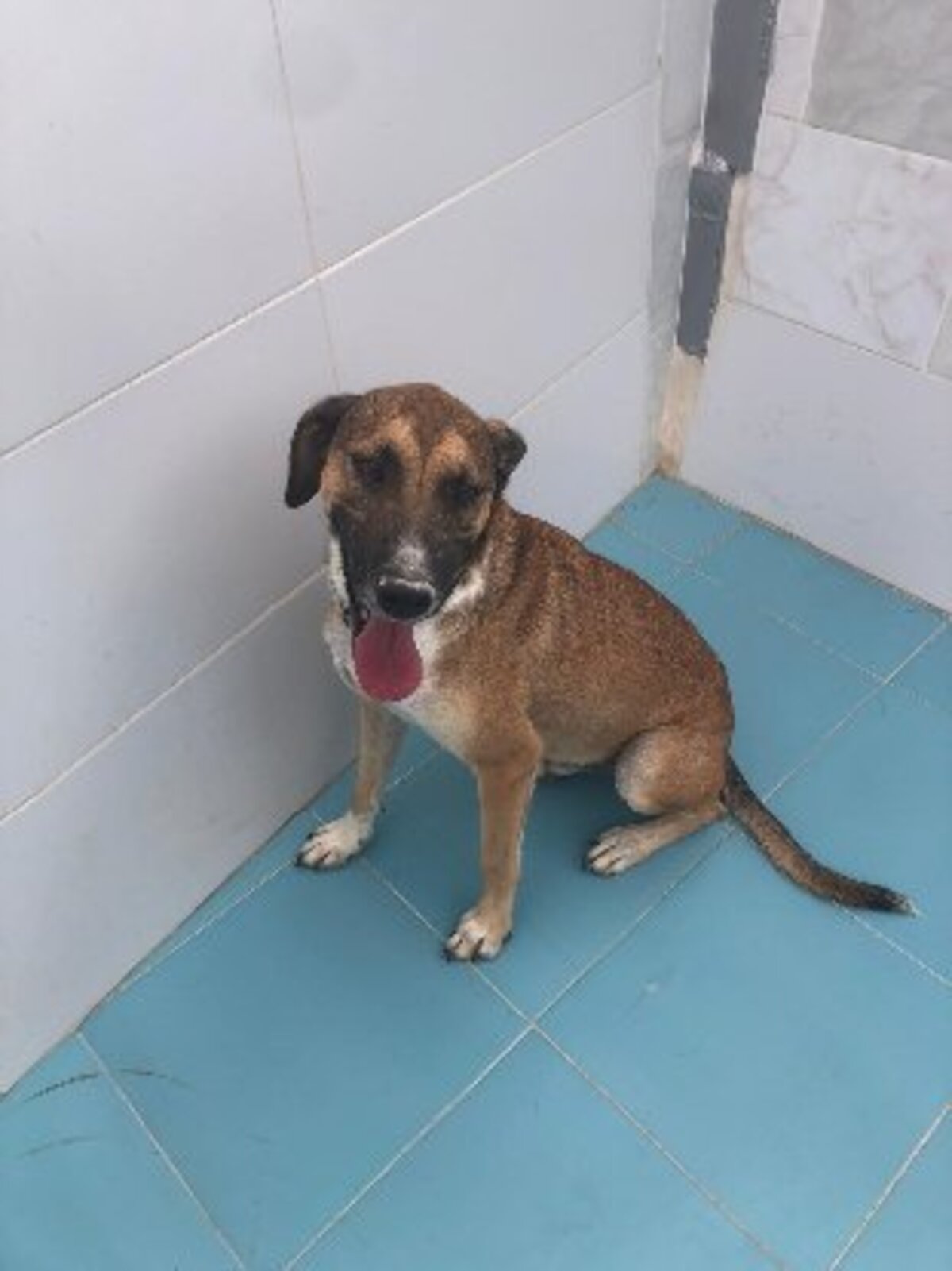 Adoption Tomillo