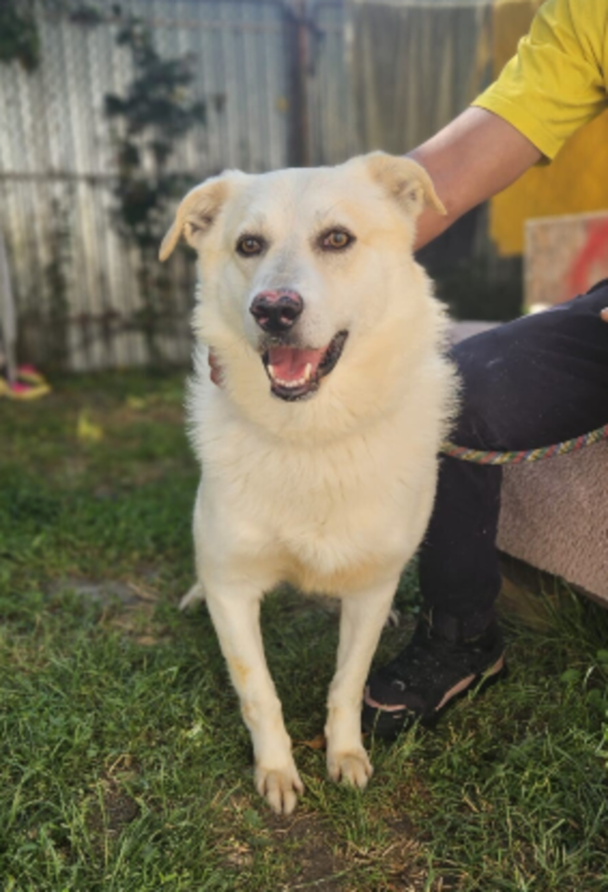Adoption Tommy