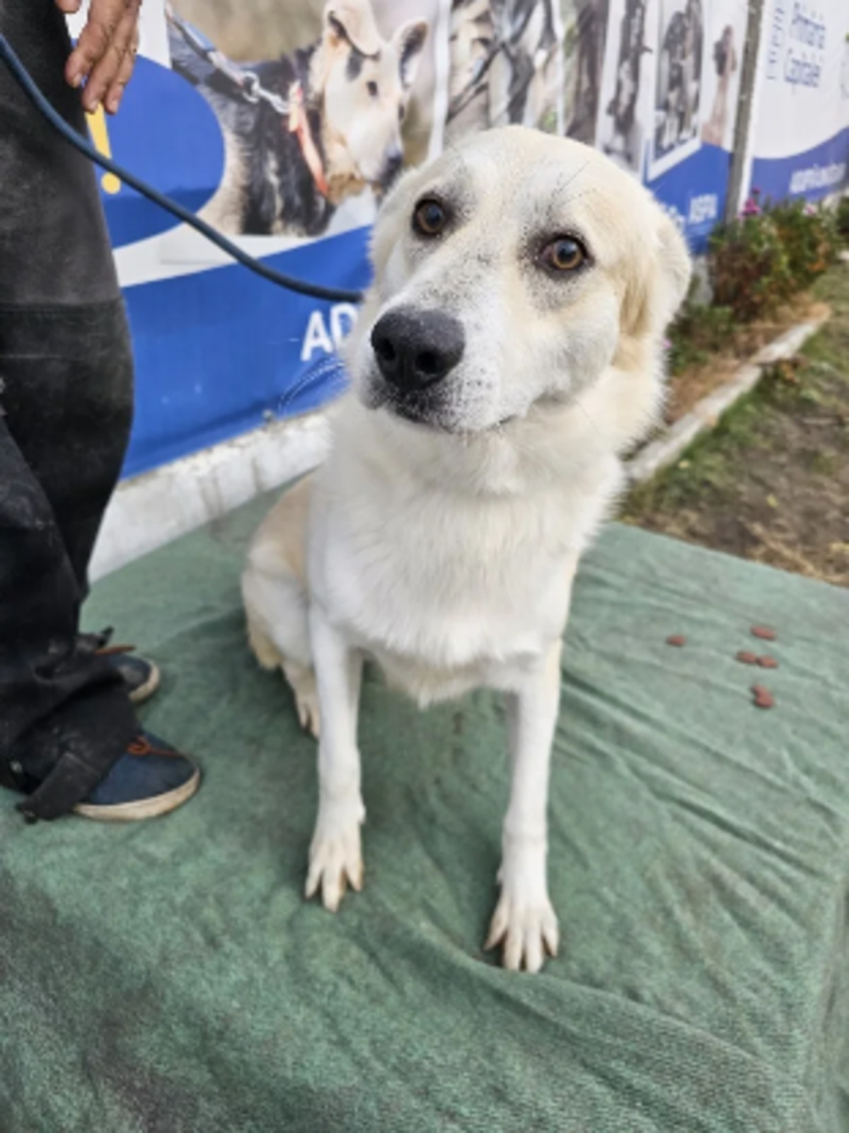 Adoption Tommy