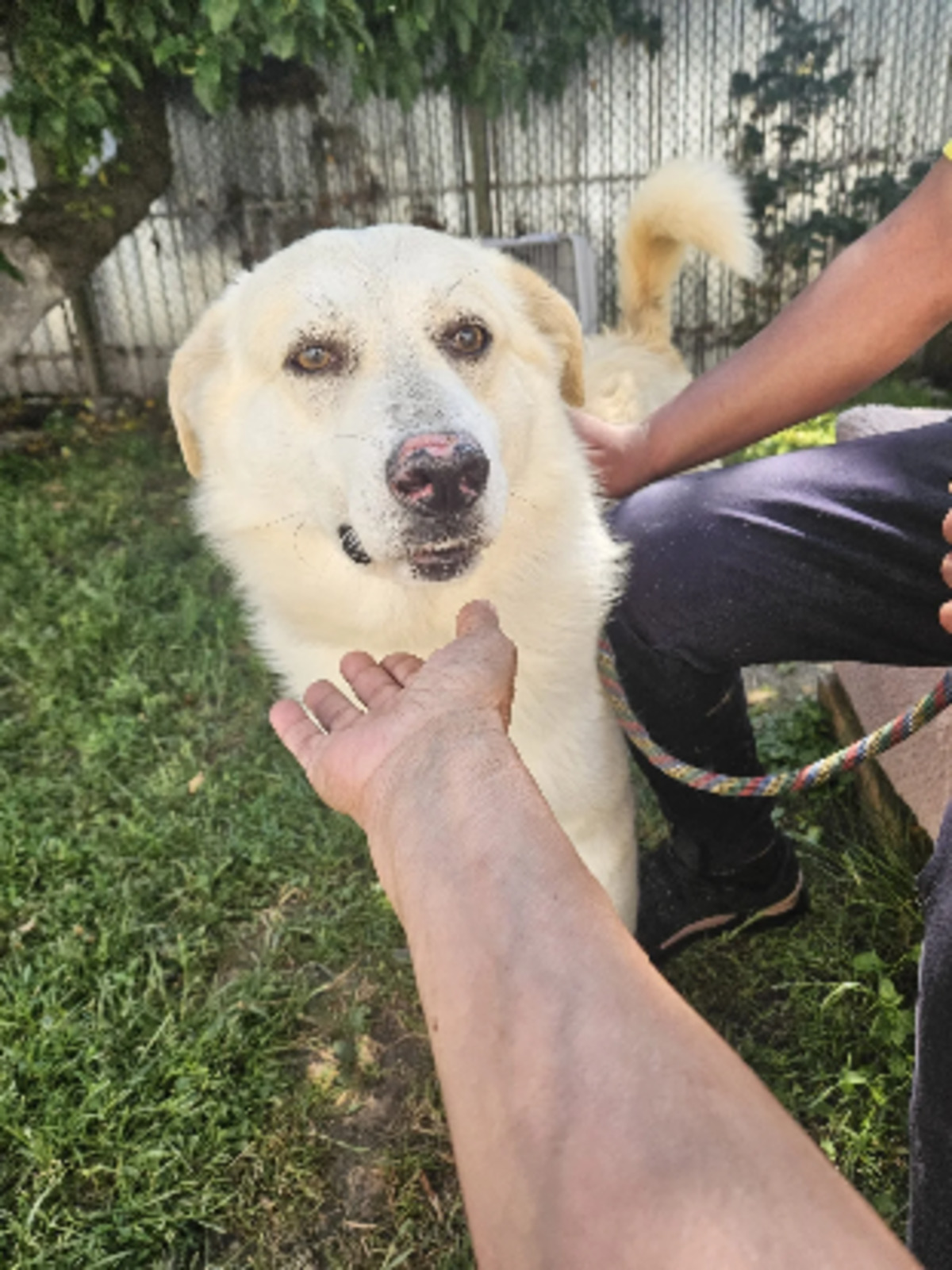 Adoption Tommy