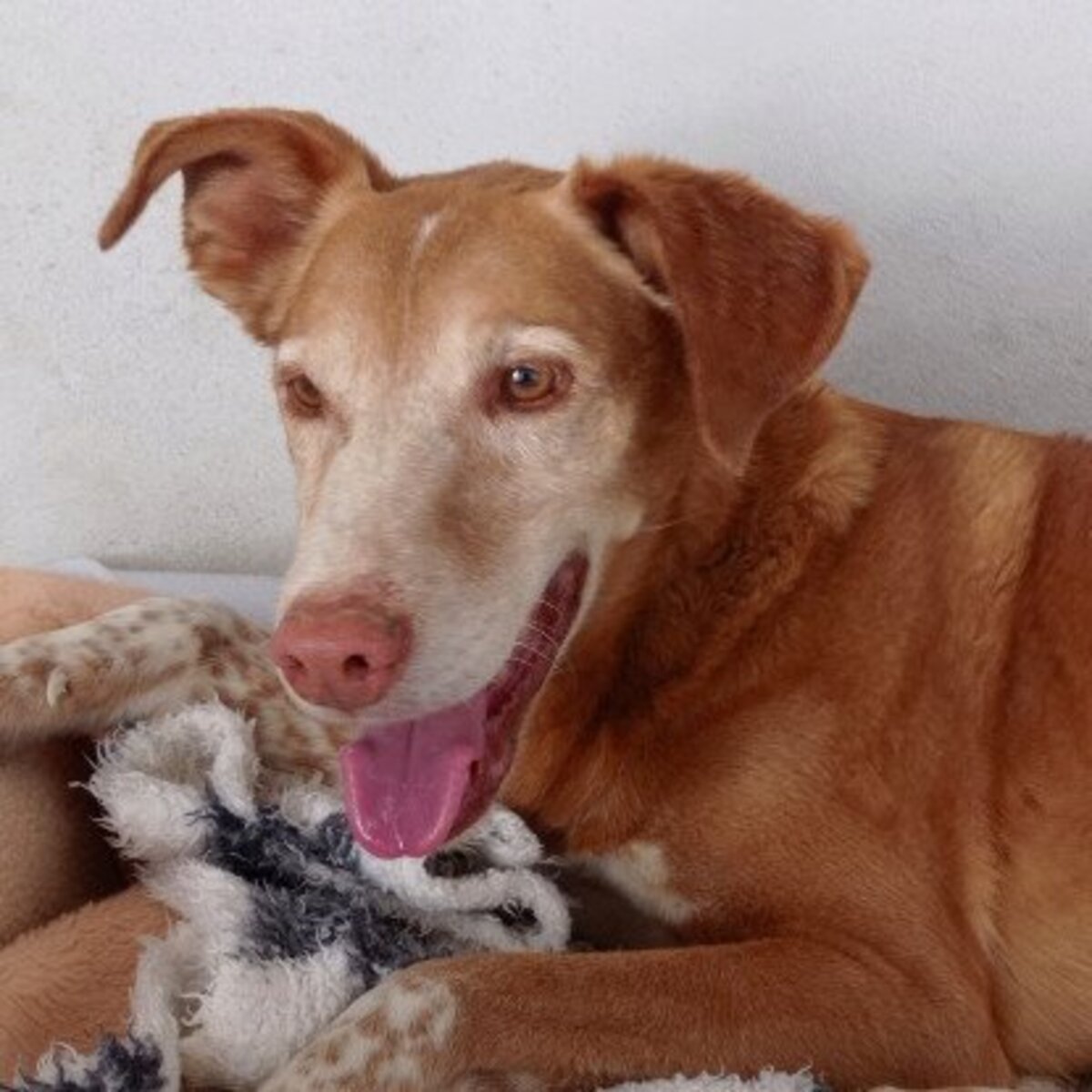 Adoption Toni