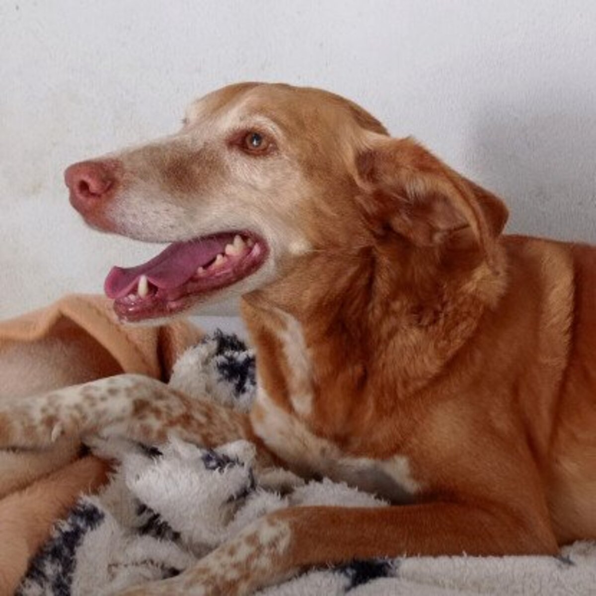 Adoption Toni