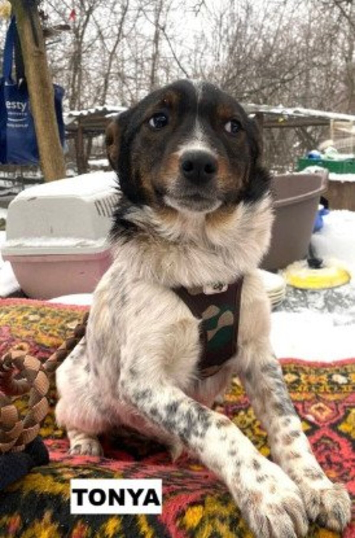 Adoption Tonya