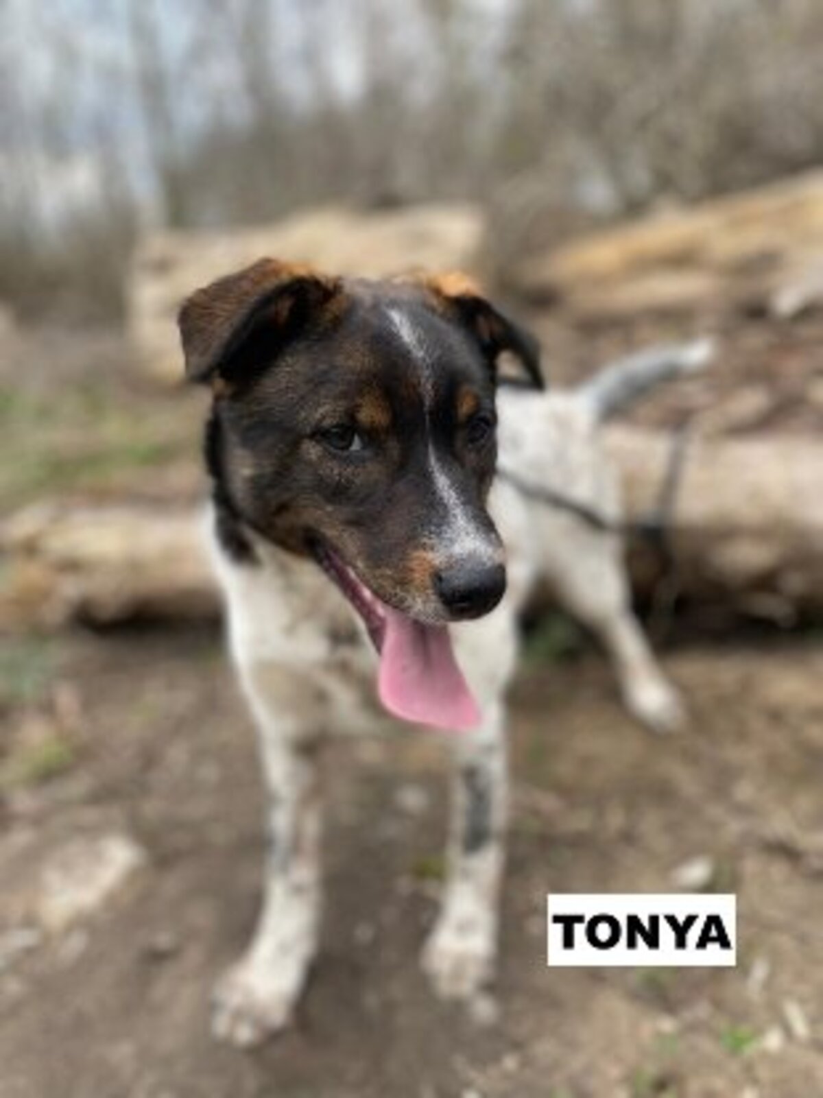 Adoption Tonya