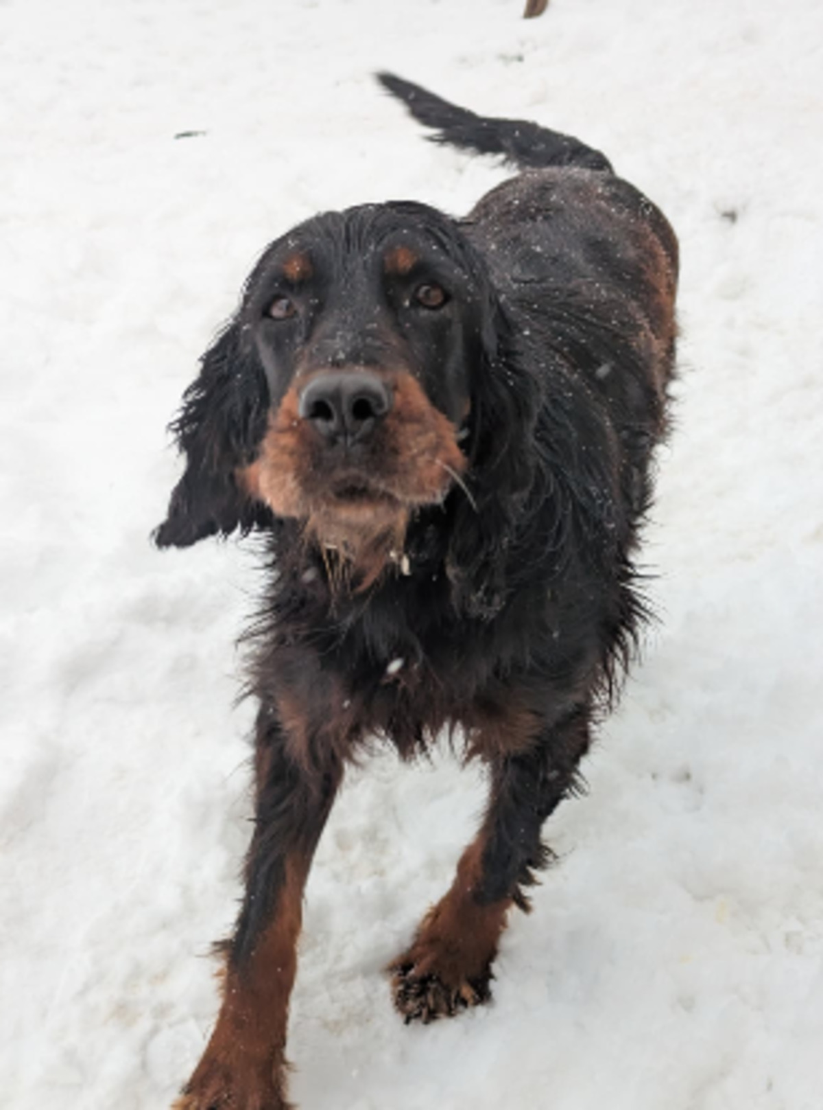 Adoption Tora