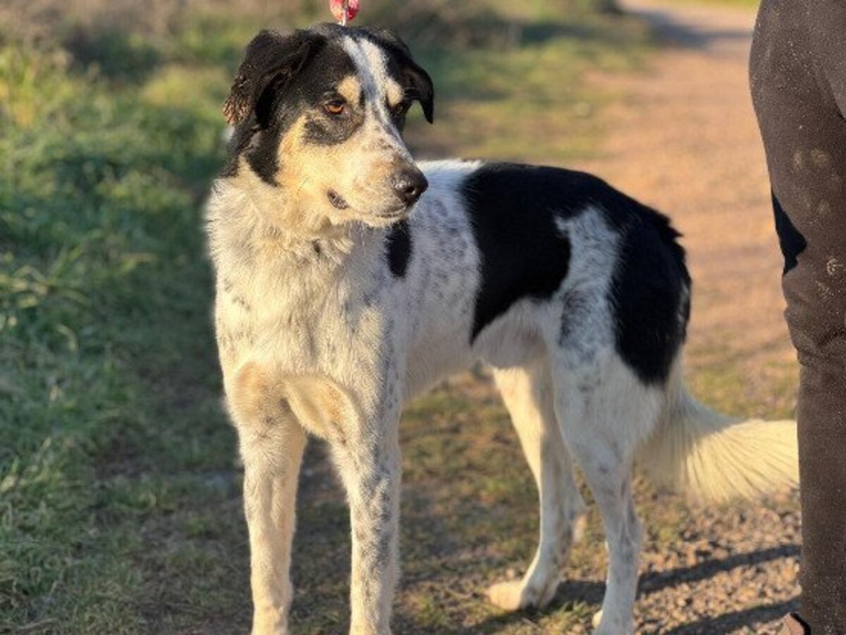 Adoption Torbellino