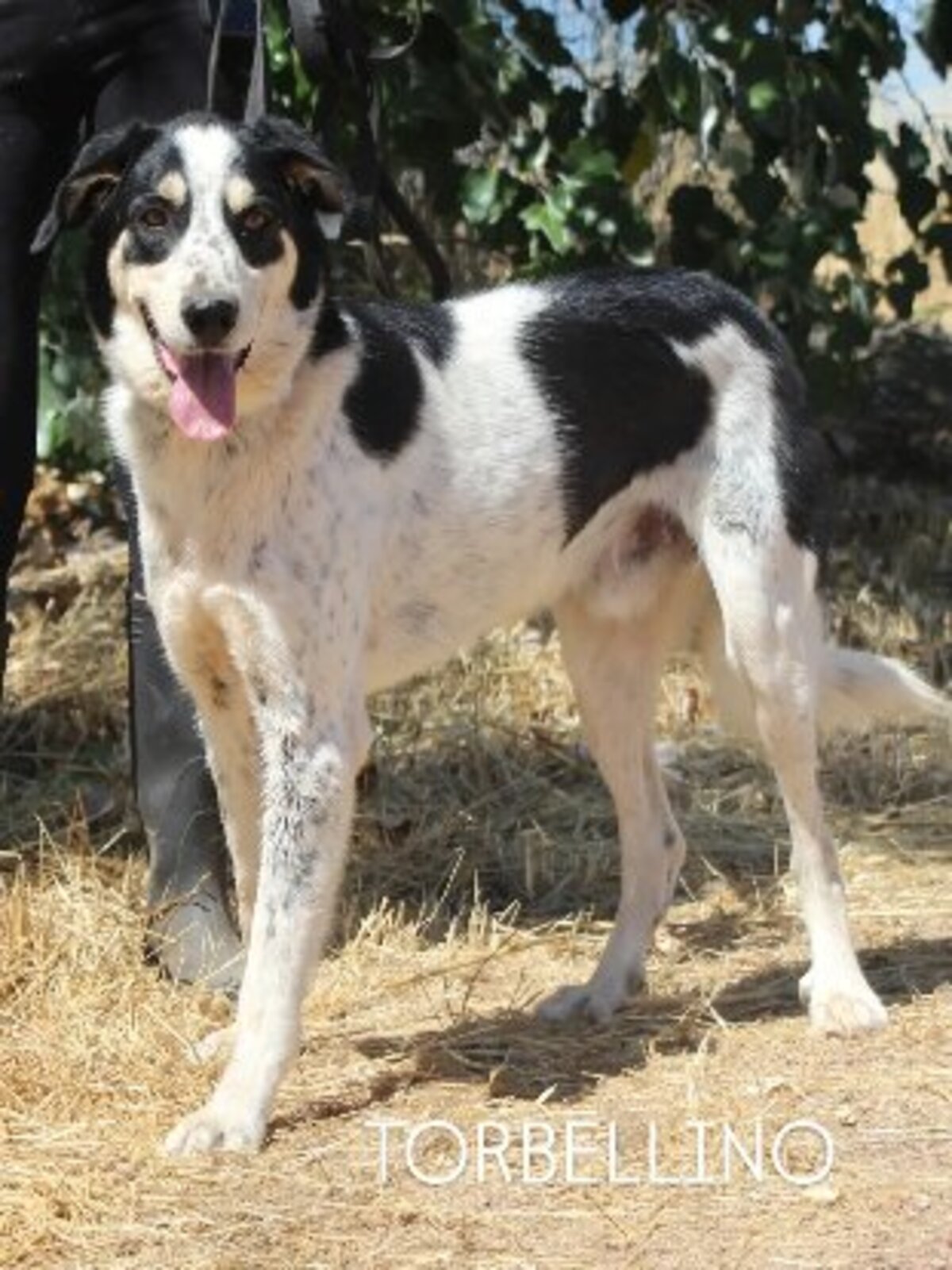 Adoption Torbellino
