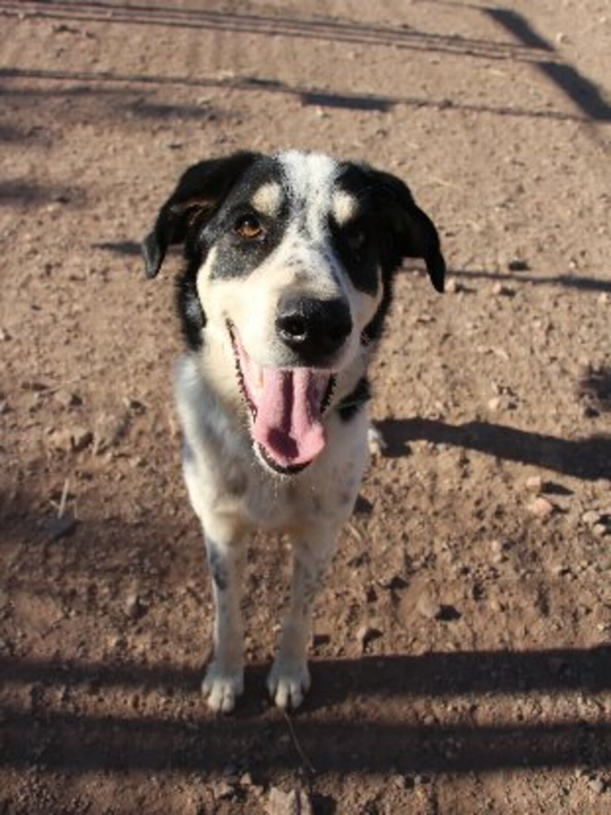 Adoption Torbellino