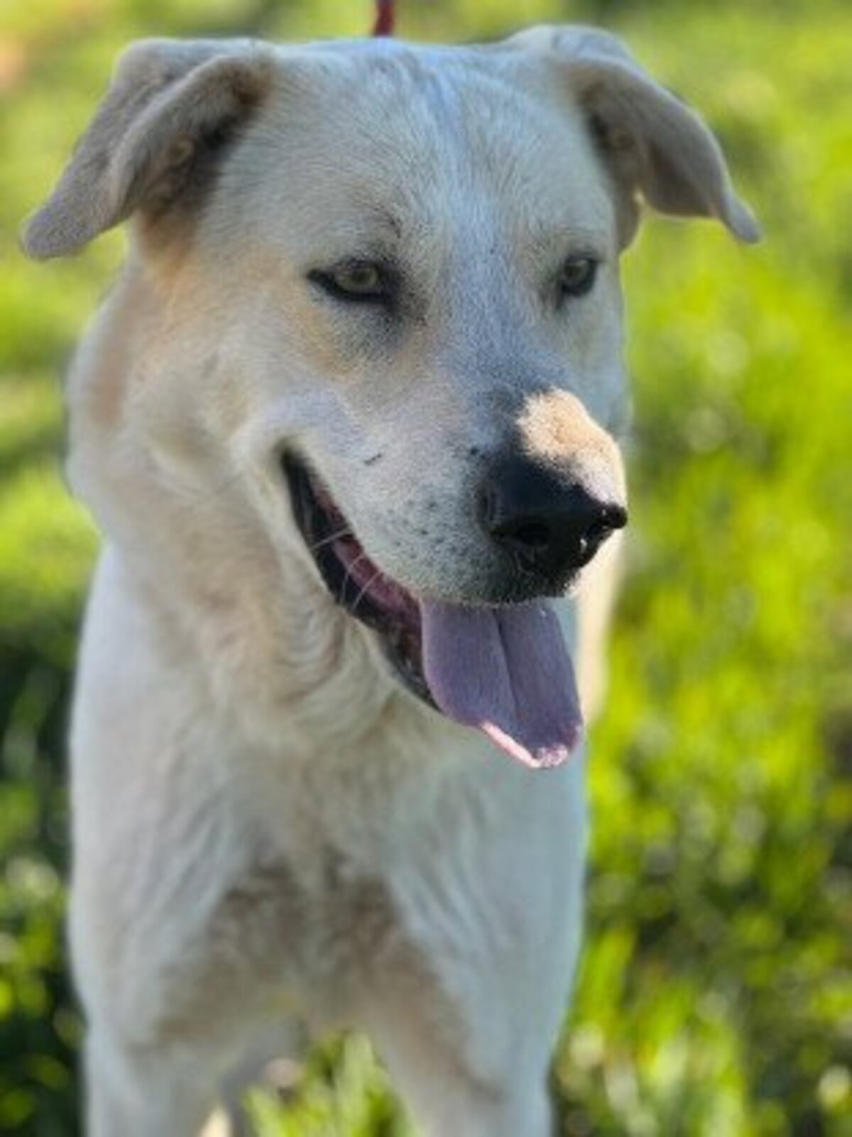 Adoption Tornillo