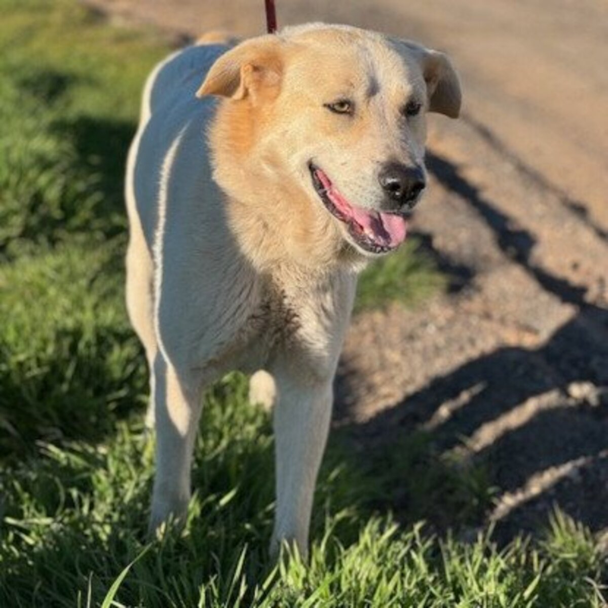 Adoption Tornillo