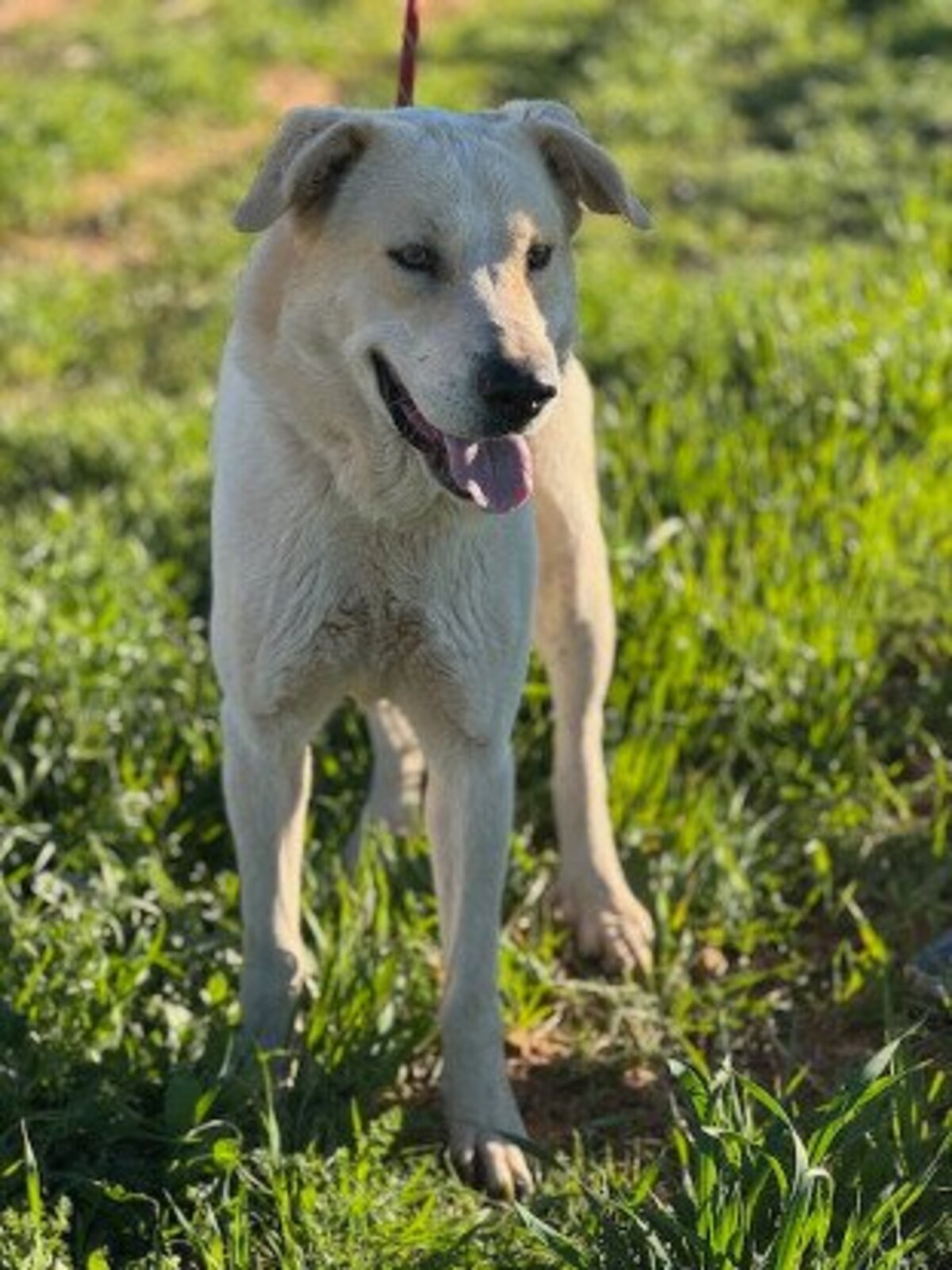 Adoption Tornillo
