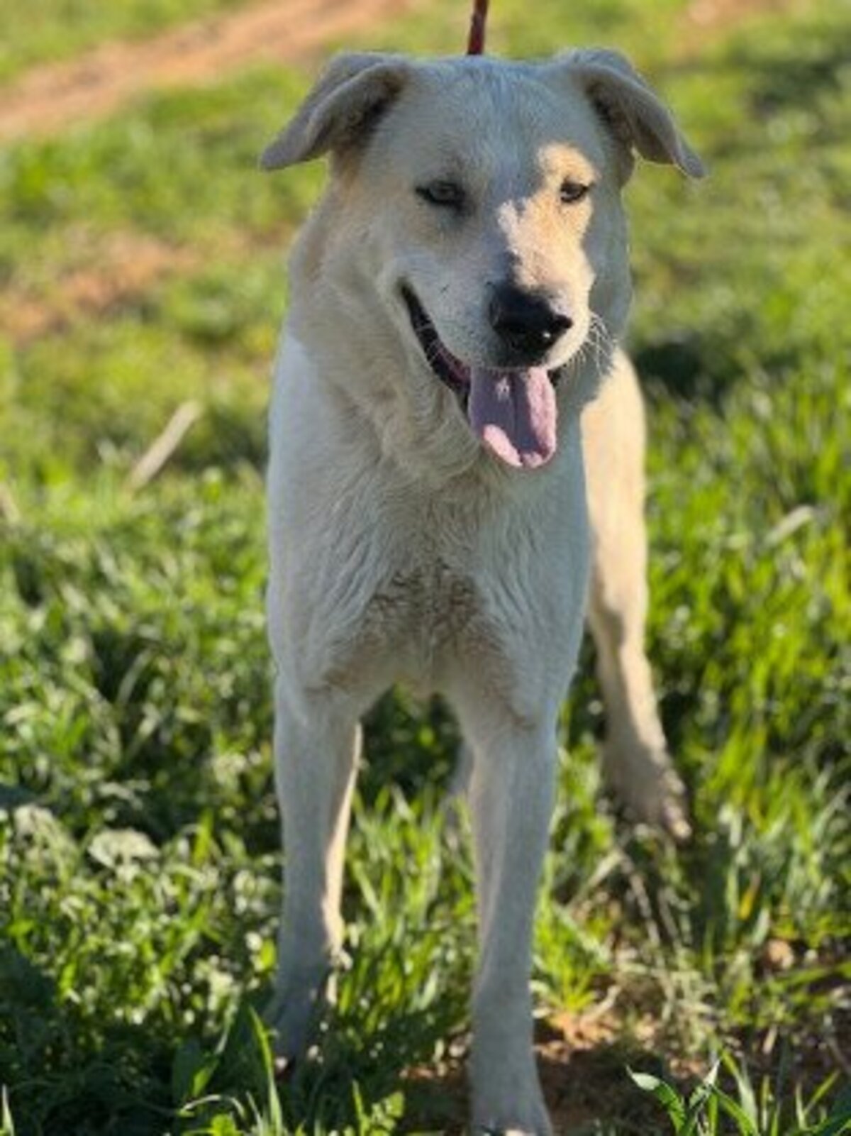 Adoption Tornillo
