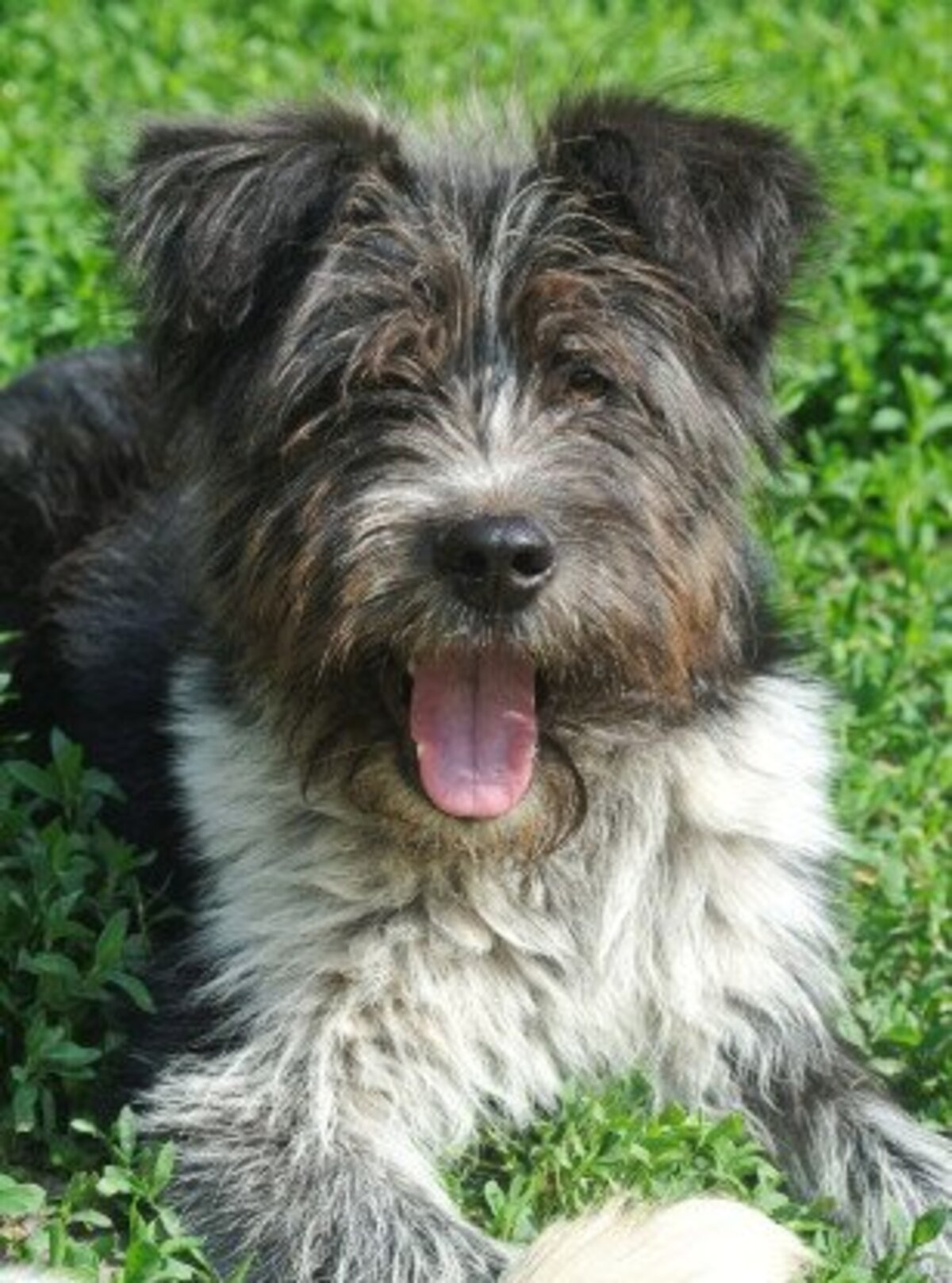 Adoption Tosca