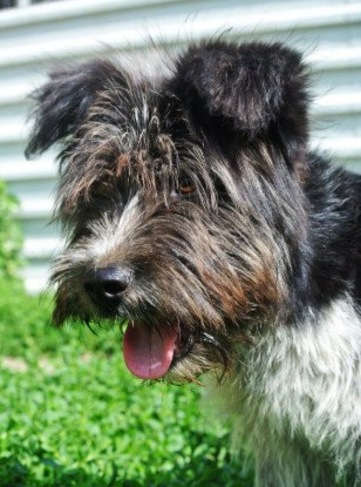 Adoption Tosca