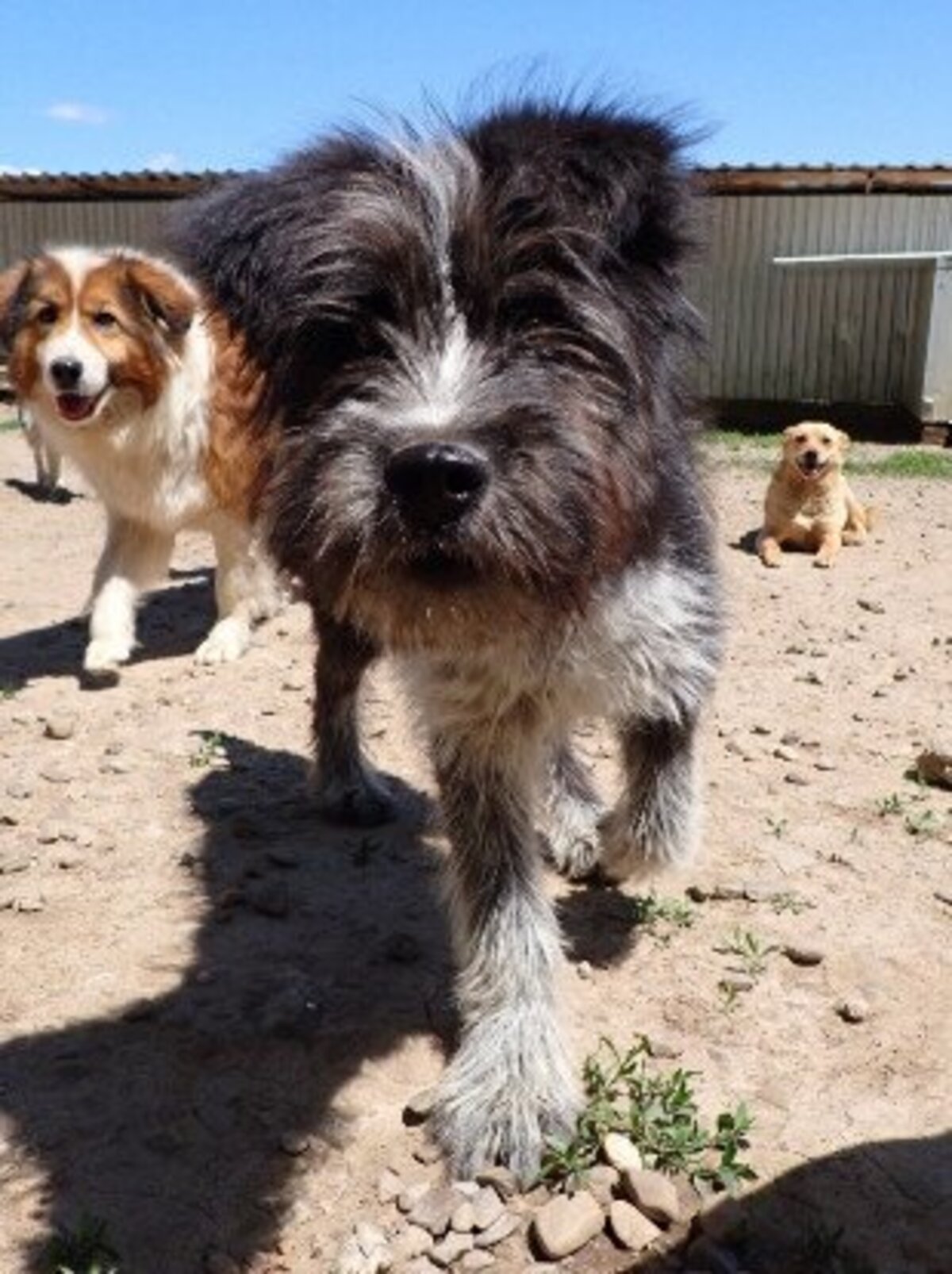 Adoption Tosca