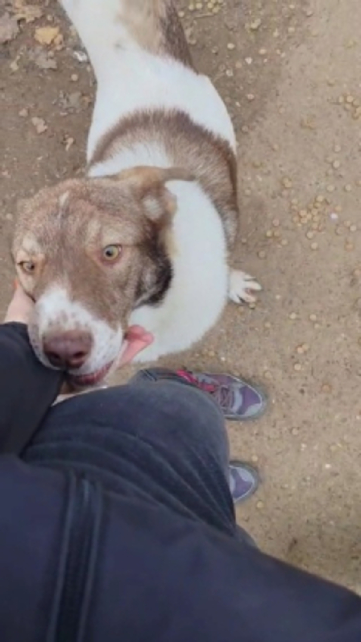 Adoption Tosca