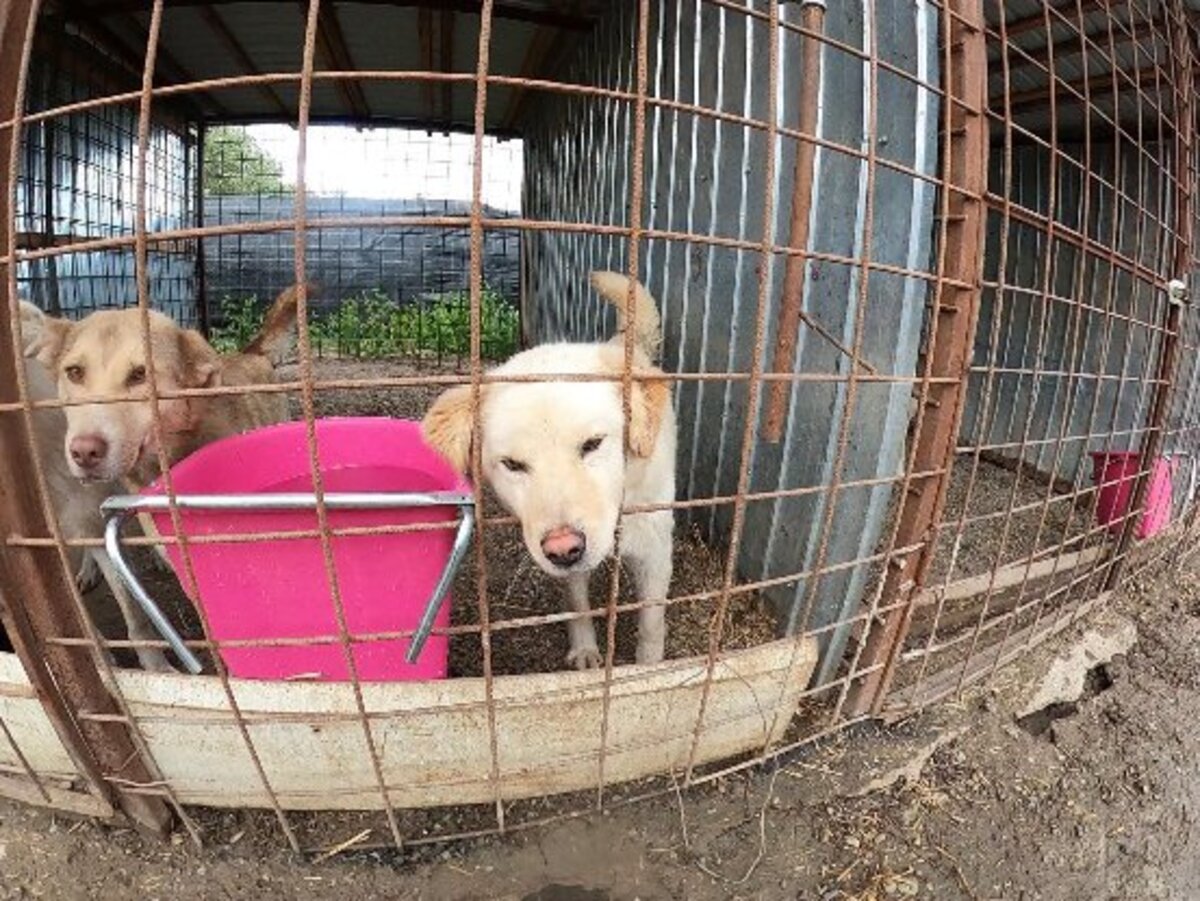 Adoption Toscane
