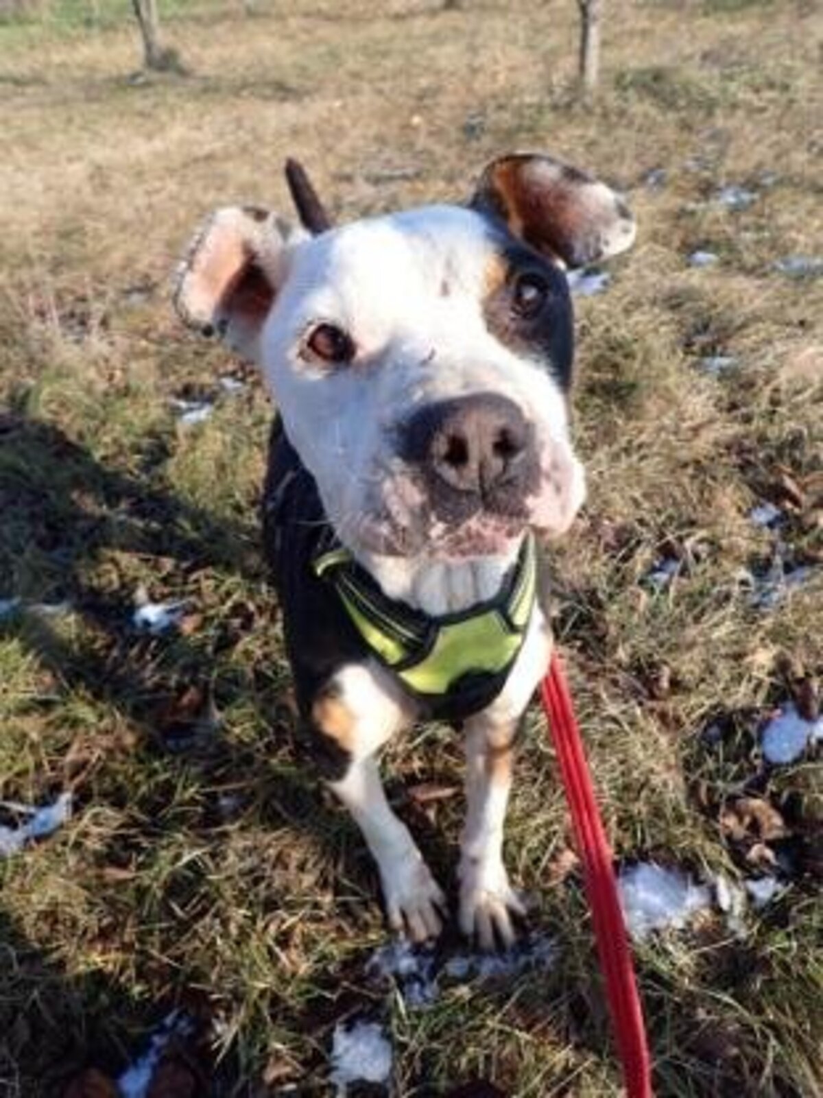 Adoption Tossaia