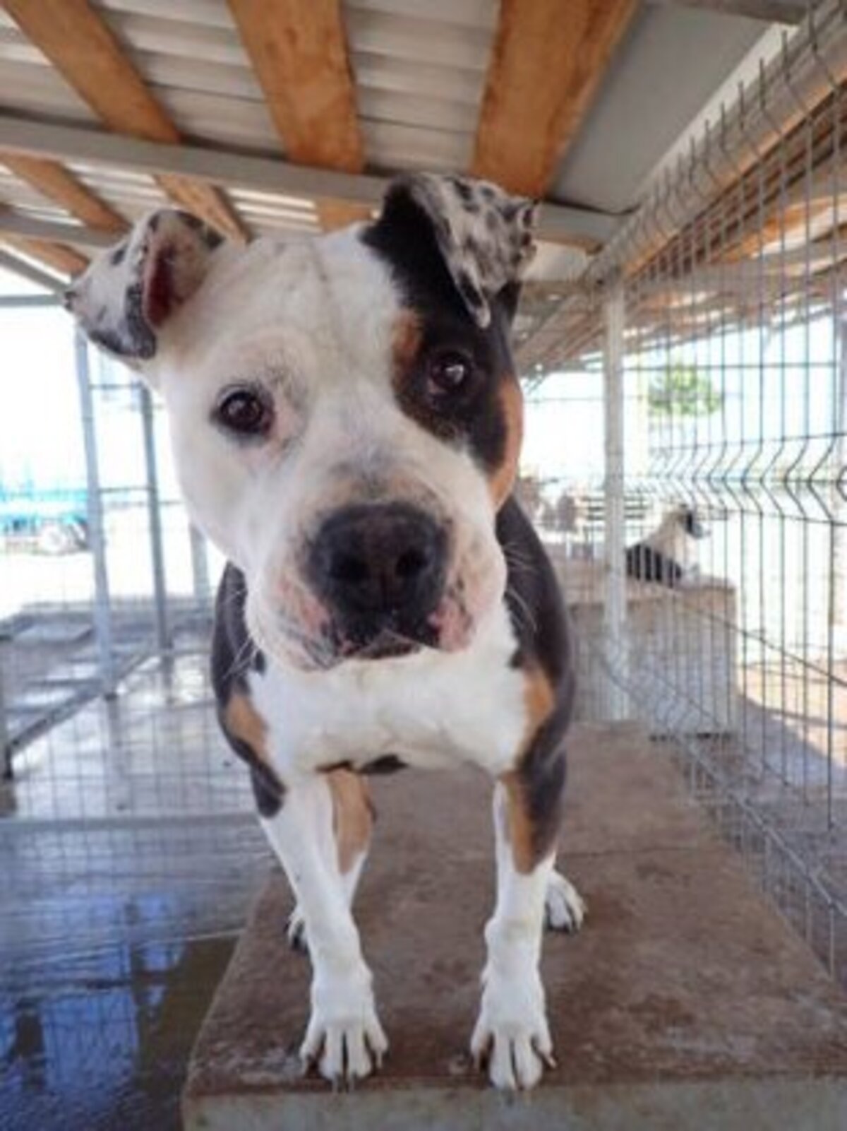 Adoption Tossaia