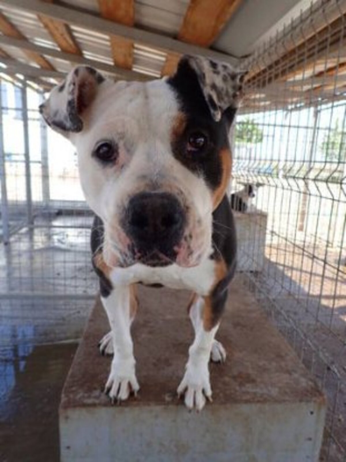 Adoption Tossaia