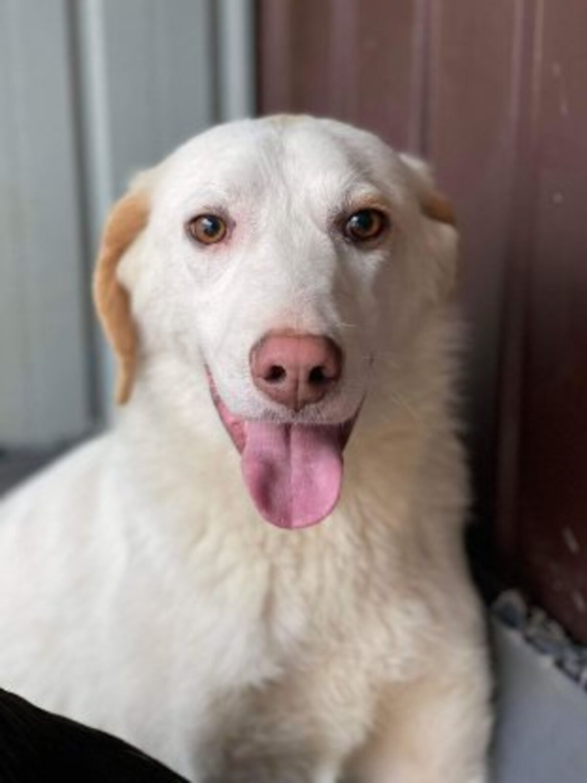 Adoption Touffu