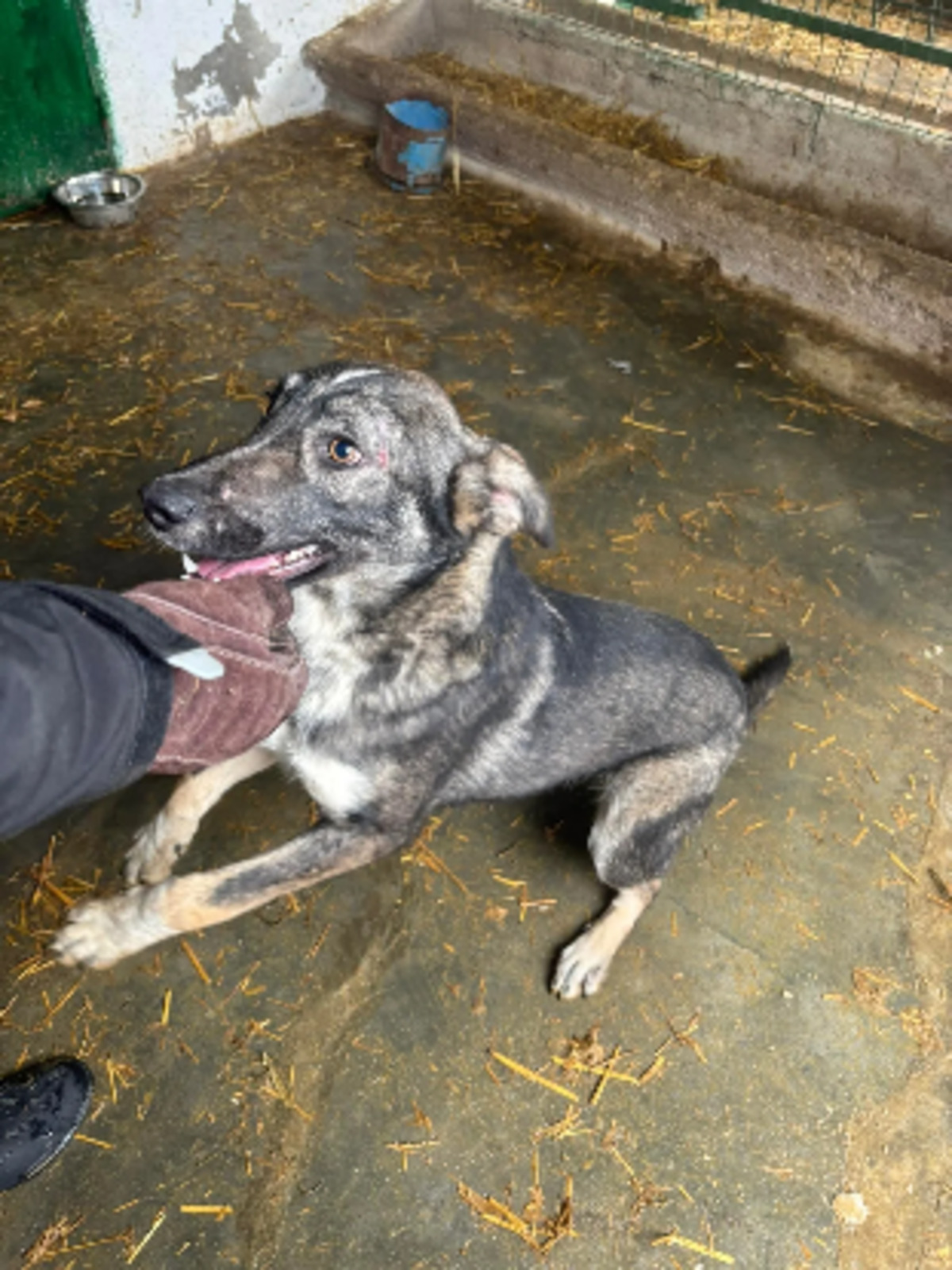 Adoption Toughy